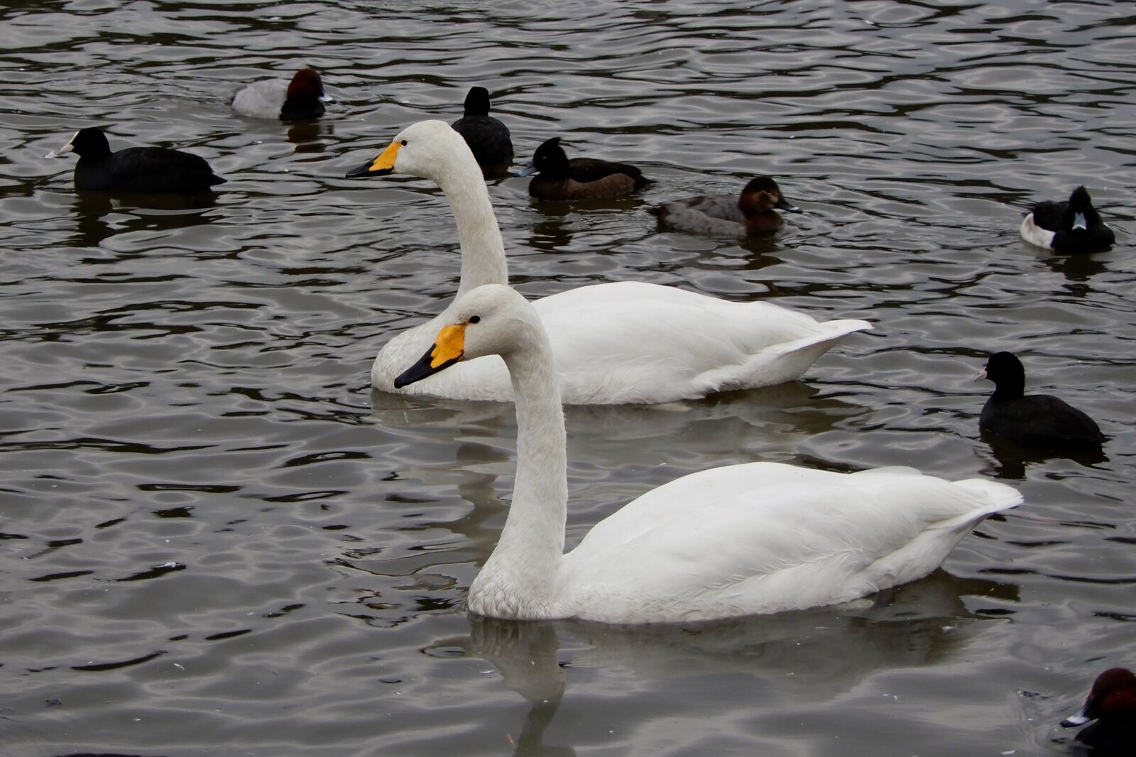 Nikon Coolpix A900 sample photo. Animal, swan, waterfowl photography