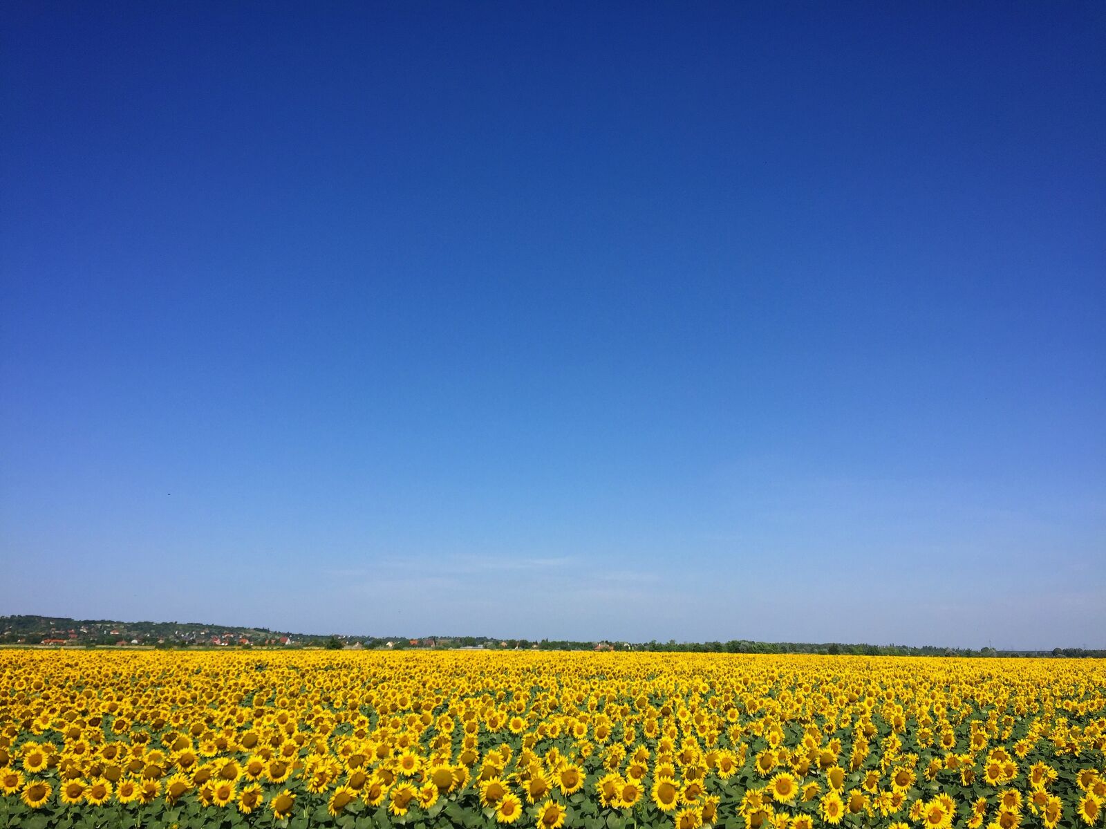 Apple iPhone 6 sample photo. Sunflower, crop, yellow photography