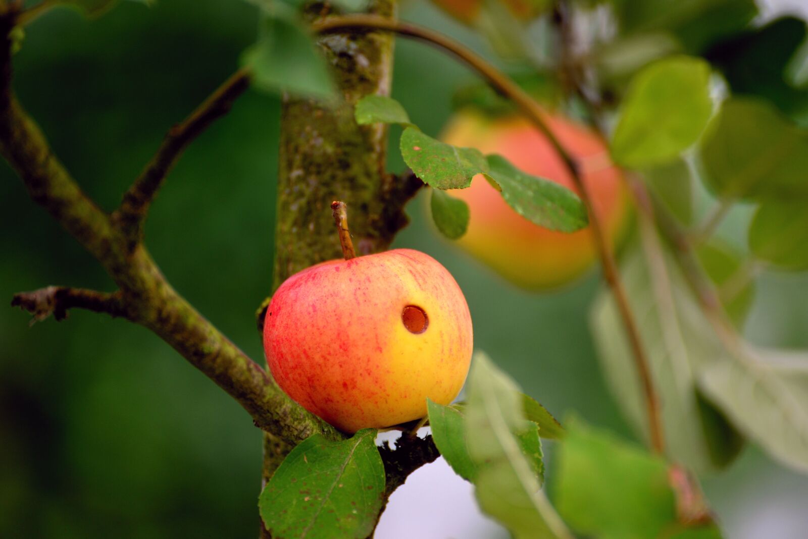 Nikon D610 sample photo. Apple, worm hole, worm photography