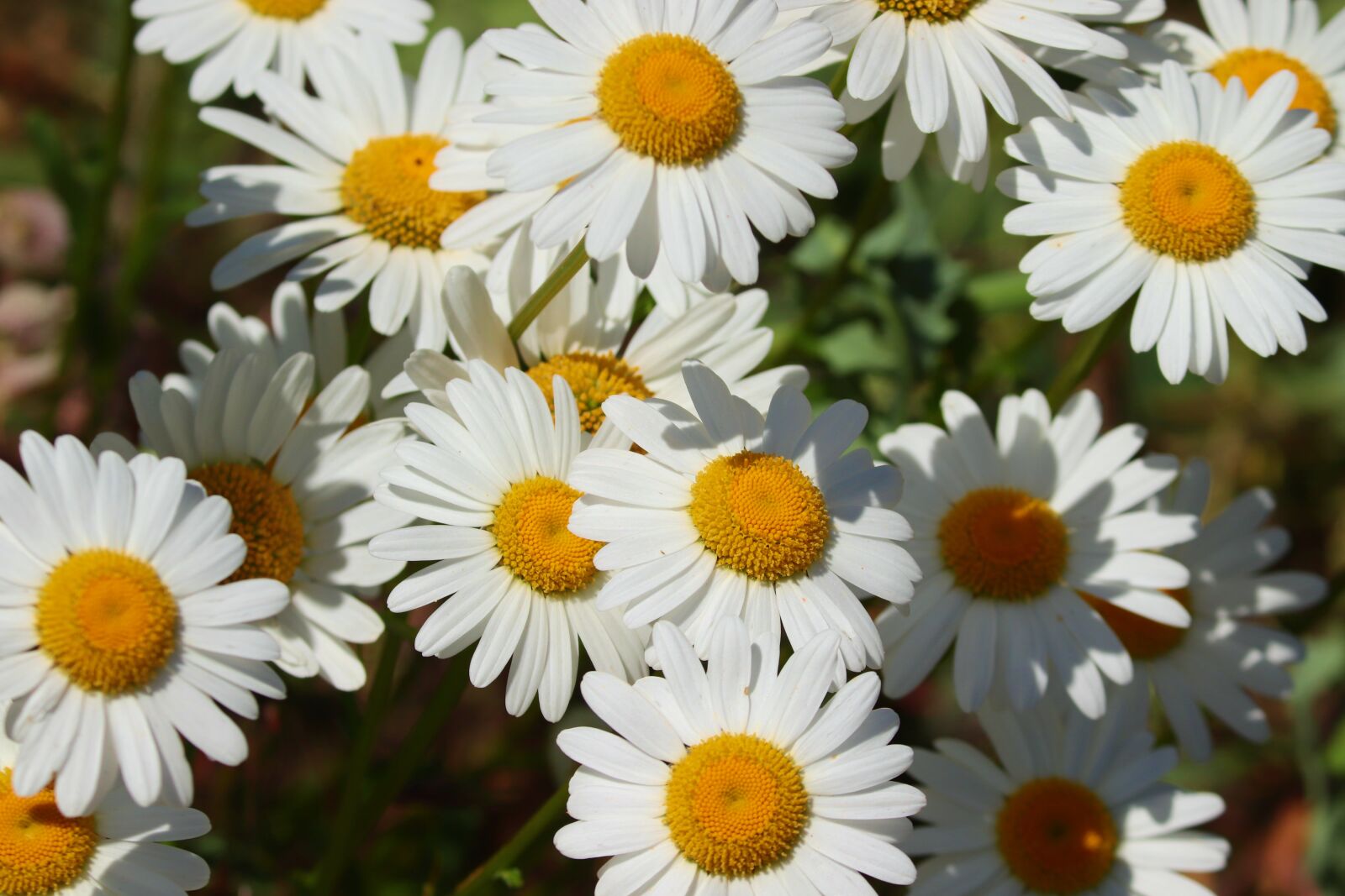Canon EOS 200D (EOS Rebel SL2 / EOS Kiss X9) sample photo. Daisies, flower meadow, white photography