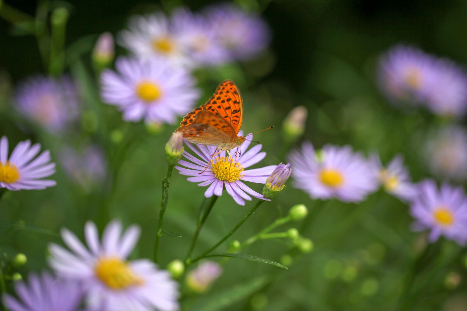 Canon EOS 5D Mark II sample photo. Butterfly, insects, flowers photography