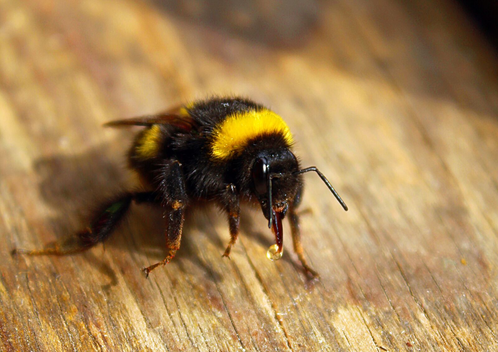 Canon EOS 1200D (EOS Rebel T5 / EOS Kiss X70 / EOS Hi) sample photo. Bumblebee, insect, macro photography