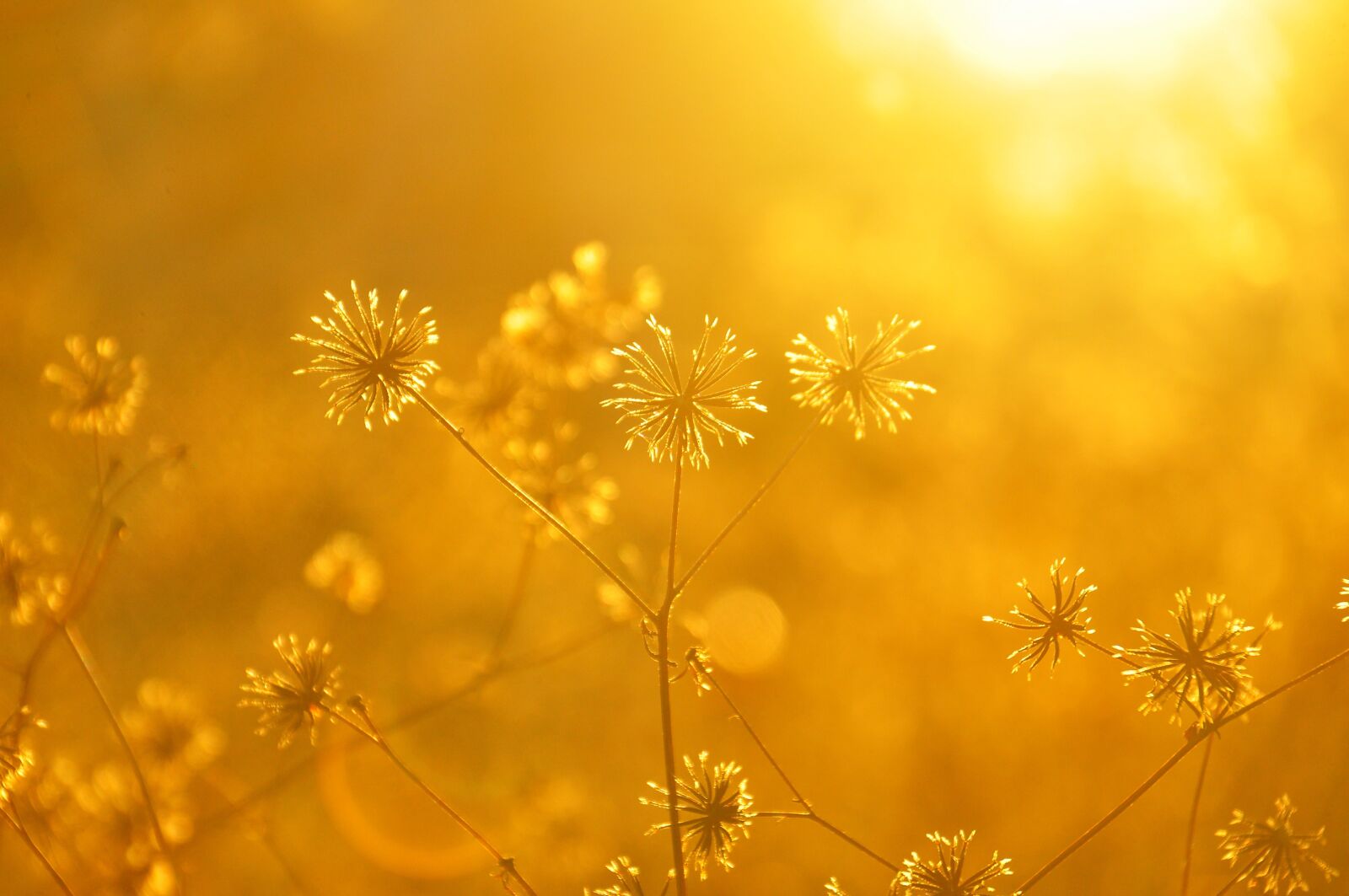 Nikon D90 sample photo. Plant, sunset, autumn photography