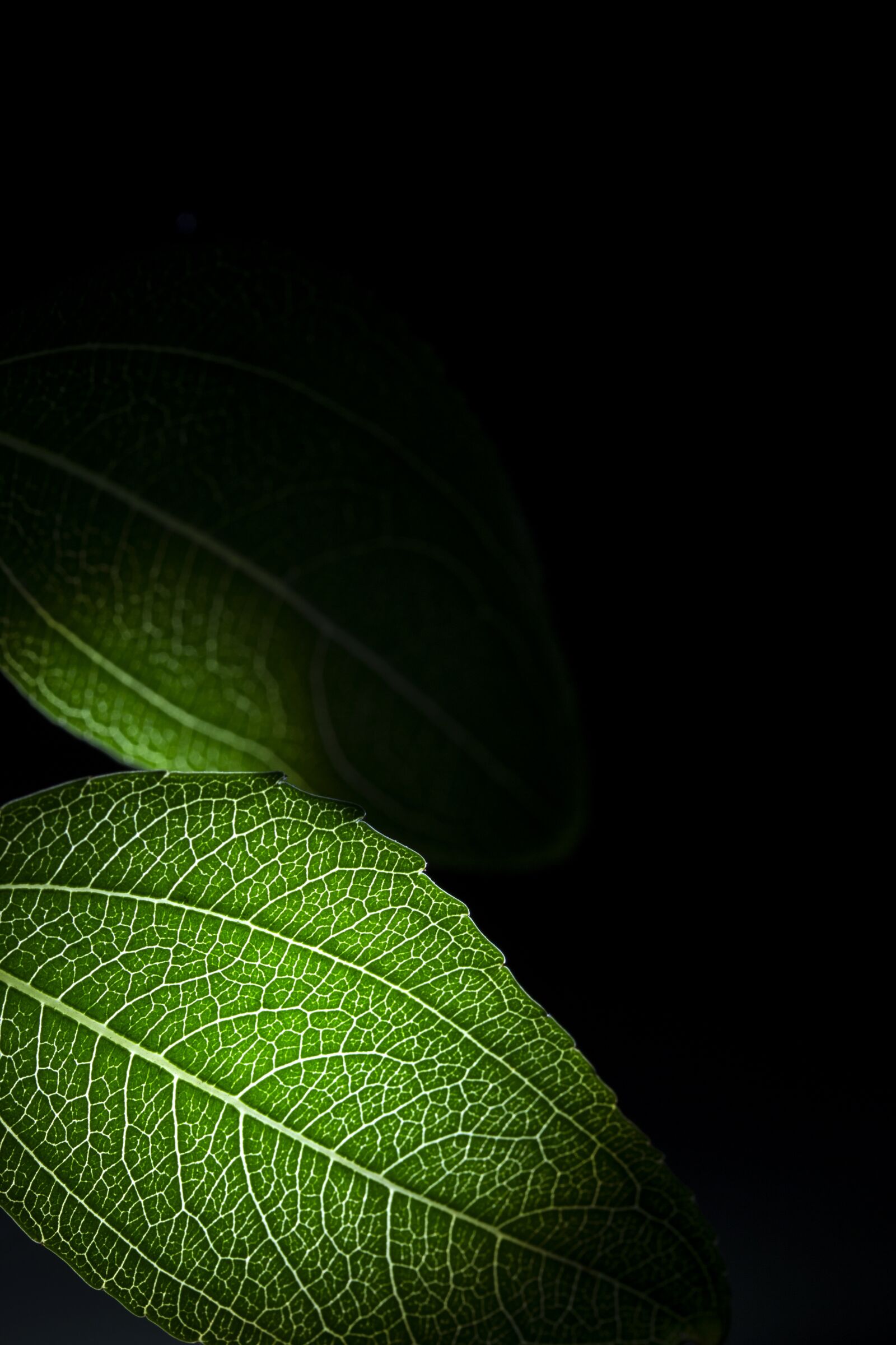 Canon EF-S 60mm F2.8 Macro USM sample photo. Plant, still life, the photography