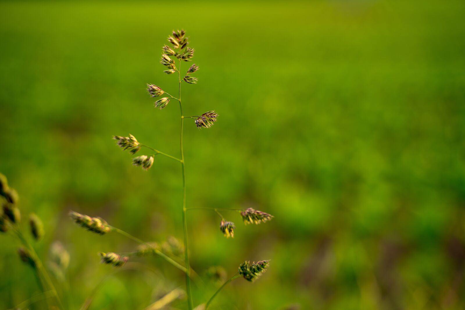 Sony a7 II sample photo. Cereals, evening, field photography