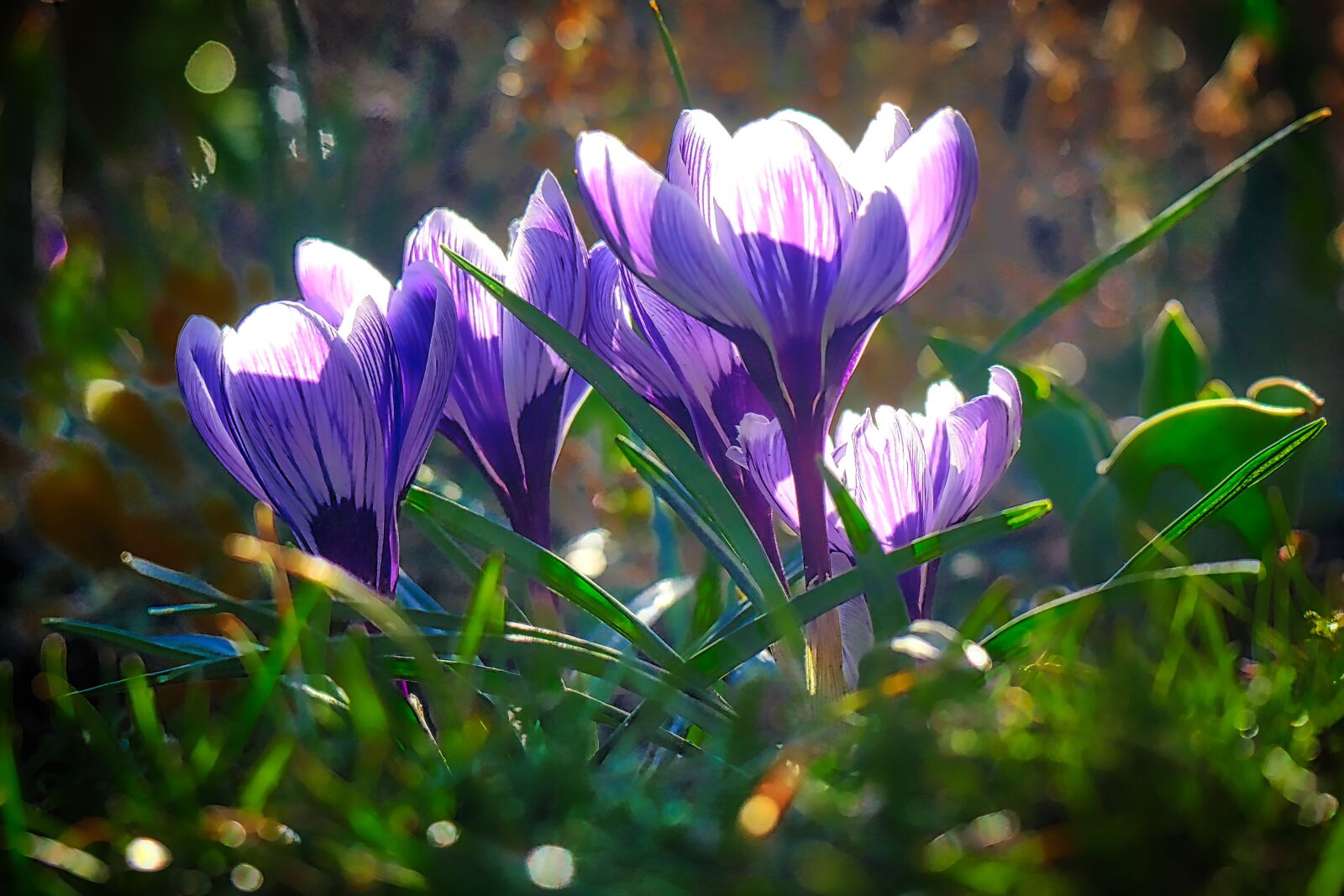 Panasonic Lumix DMC-GX8 sample photo. Nature, plant, flower photography
