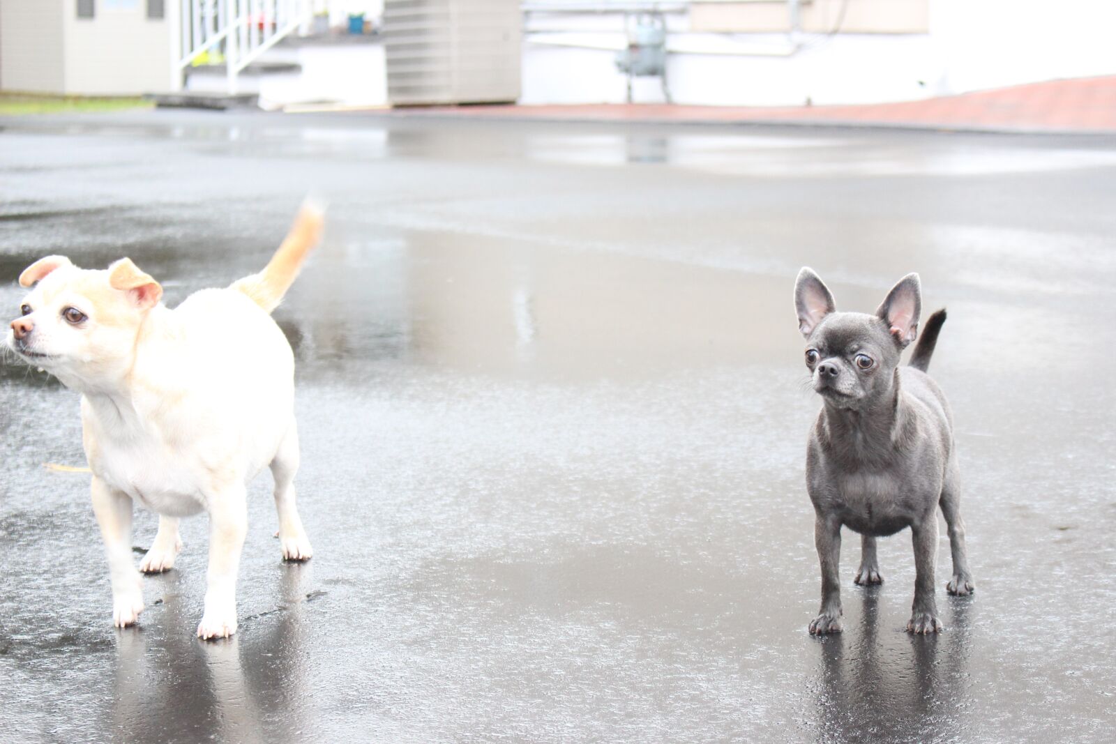 Canon EOS 700D (EOS Rebel T5i / EOS Kiss X7i) sample photo. Pets, cute, dog photography