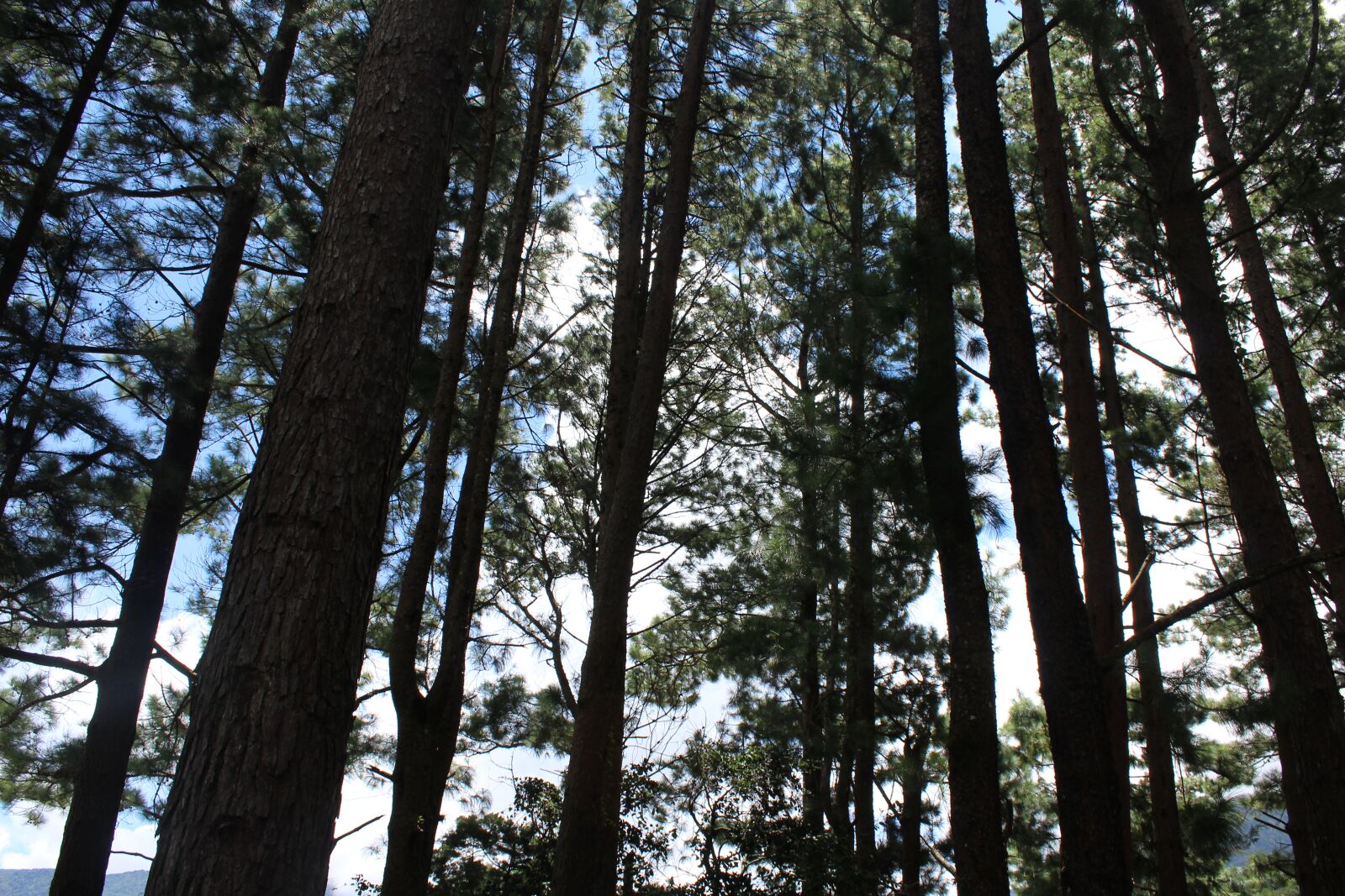 Canon EOS 1200D (EOS Rebel T5 / EOS Kiss X70 / EOS Hi) sample photo. Bosque, naturaleza, paisaje photography