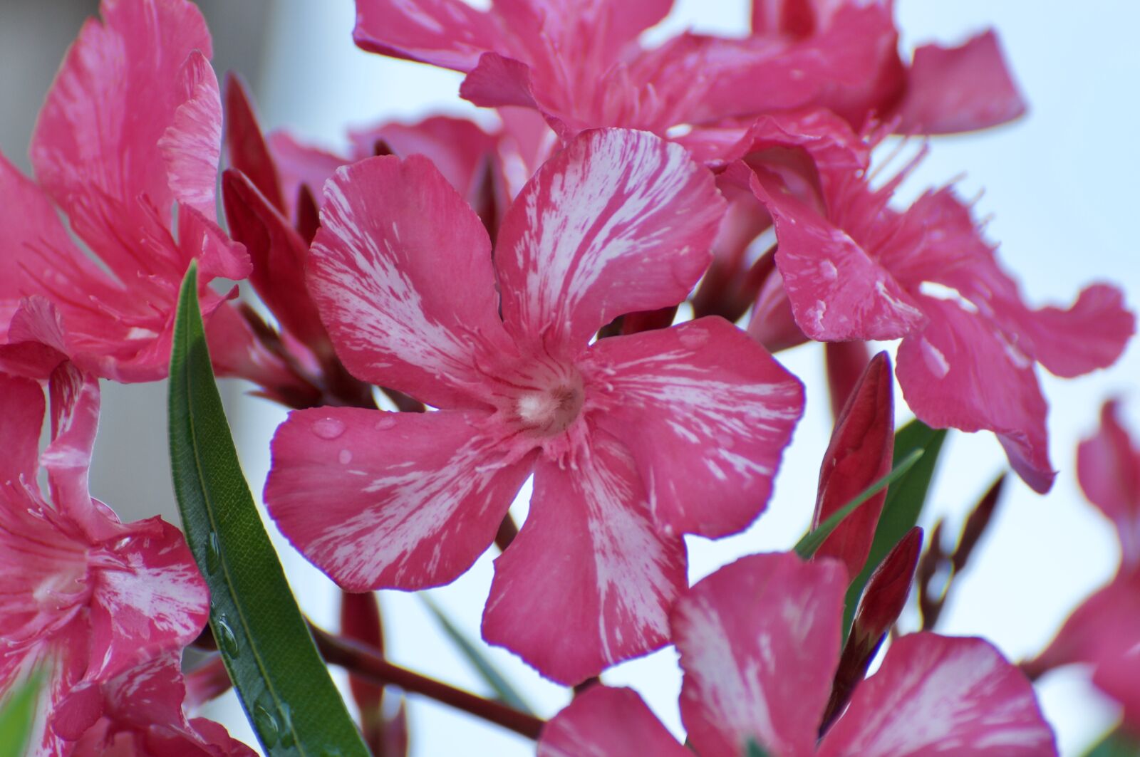 Nikon D90 sample photo. Oleander, pink, flower photography