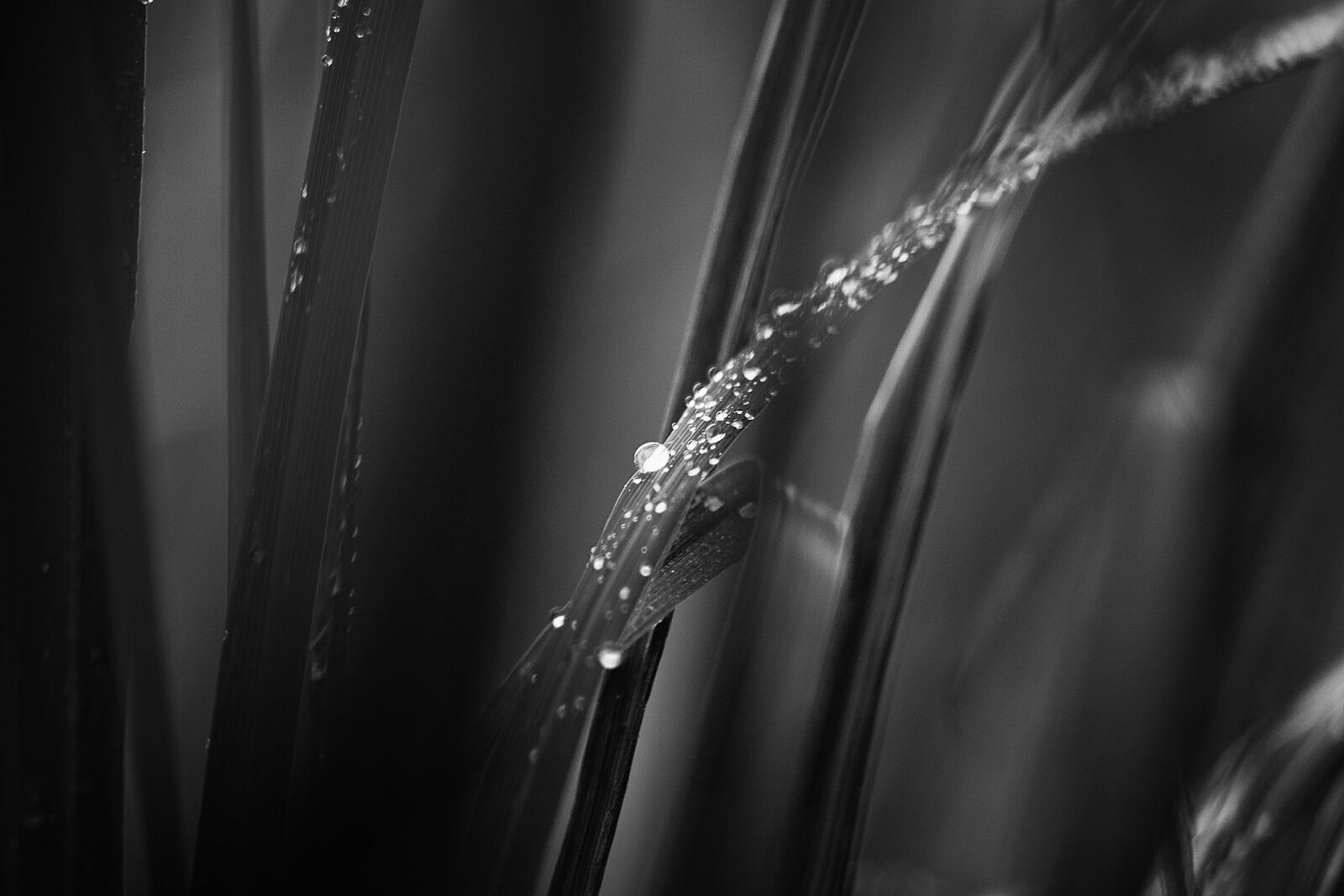 Canon EOS 50D sample photo. Garden, black and white photography