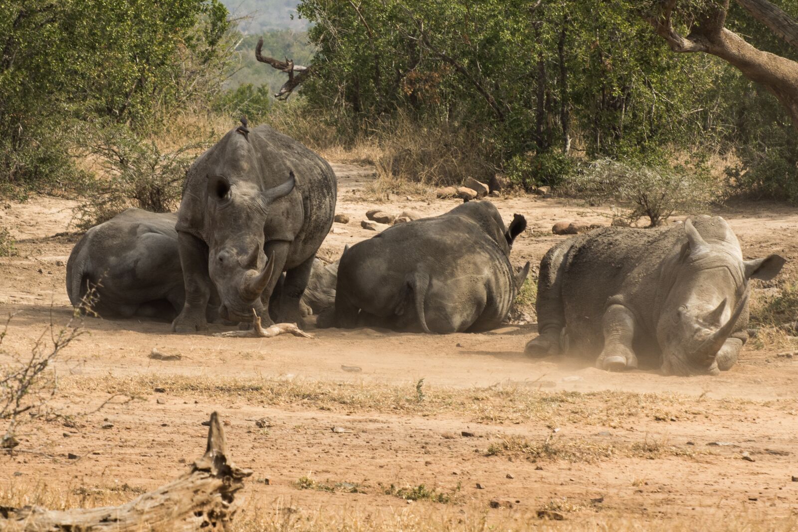 Nikon D7200 sample photo. Rhino, africa, safari photography