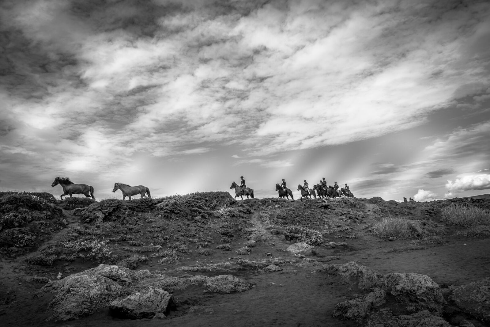Canon EF-S 18-135mm F3.5-5.6 IS USM sample photo. Horses, iceland, the horse photography