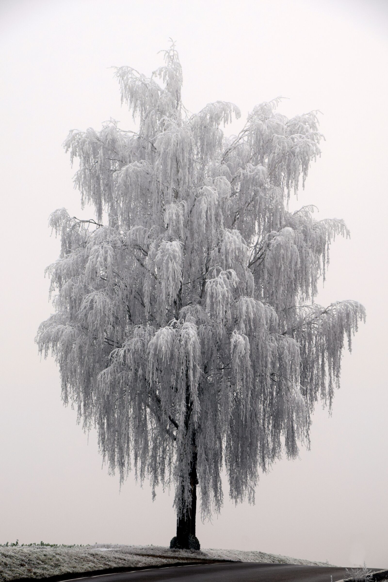 Nikon D3300 sample photo. Tree, winter, wintry photography
