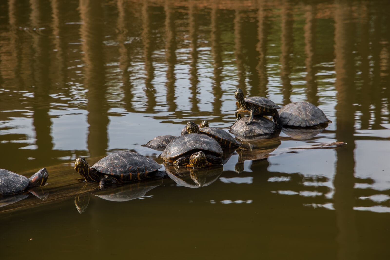 Nikon D750 sample photo. Nature, peru, turtle photography