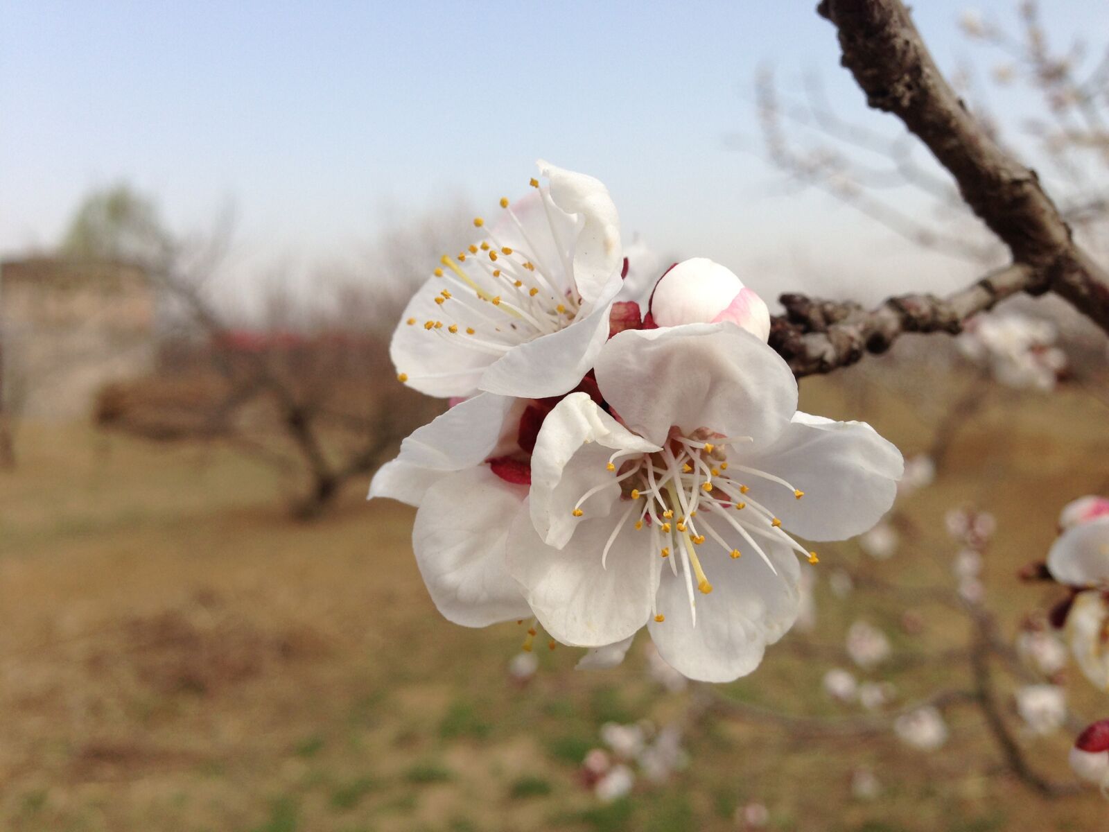 Apple iPhone 5 sample photo. Spring, peach blossom, in photography