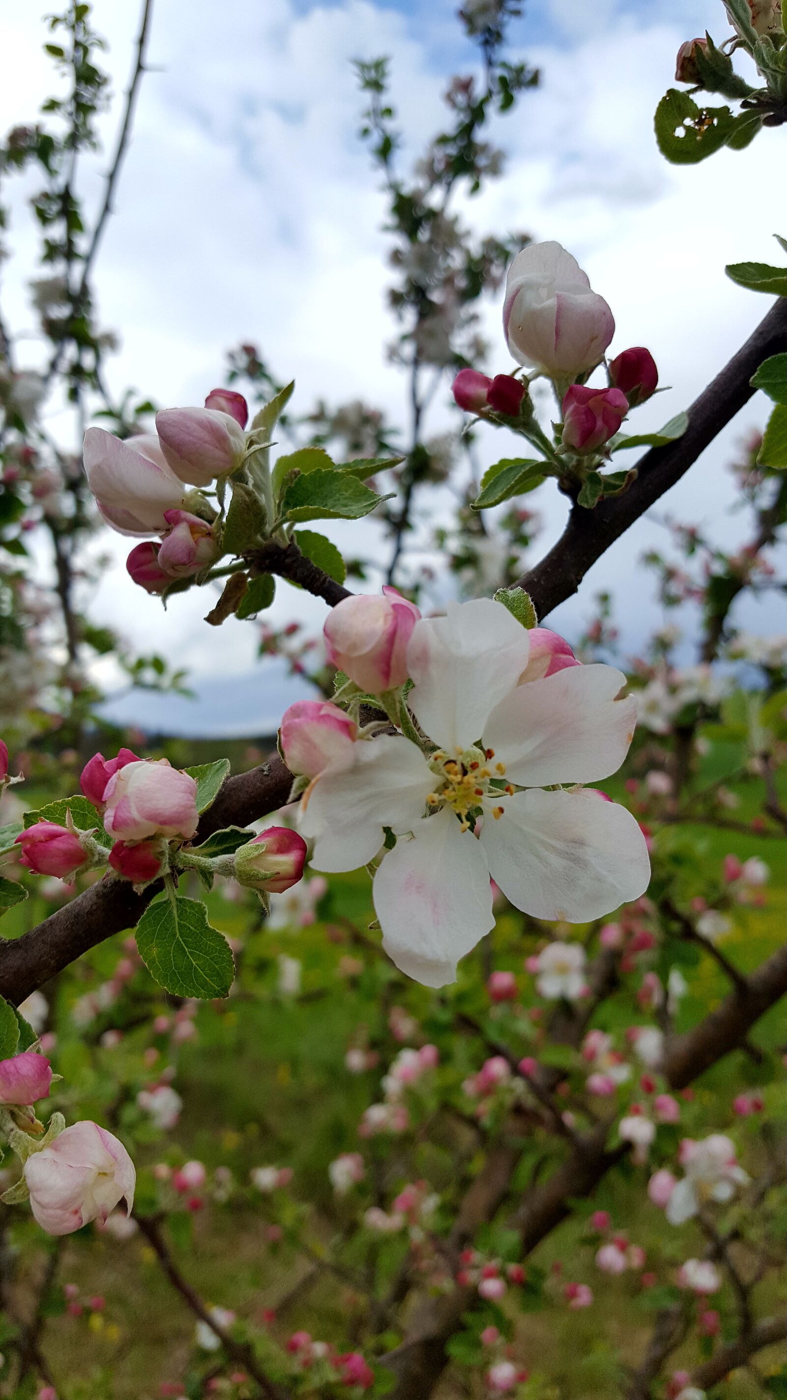 Samsung GALAXY S6 edge sample photo. Apple, tree, flower photography