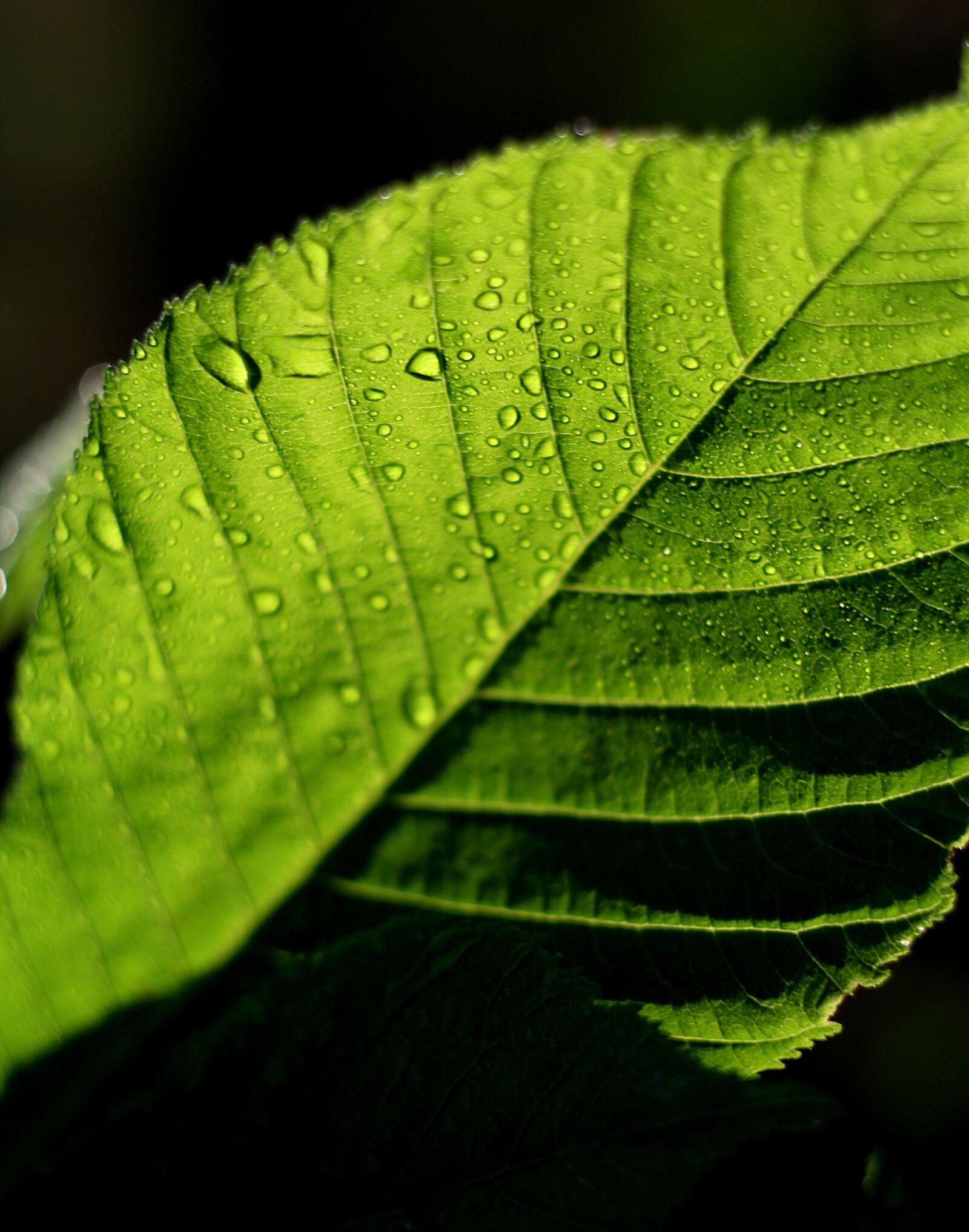 Canon EOS 1200D (EOS Rebel T5 / EOS Kiss X70 / EOS Hi) sample photo. Leaf, green, drops photography