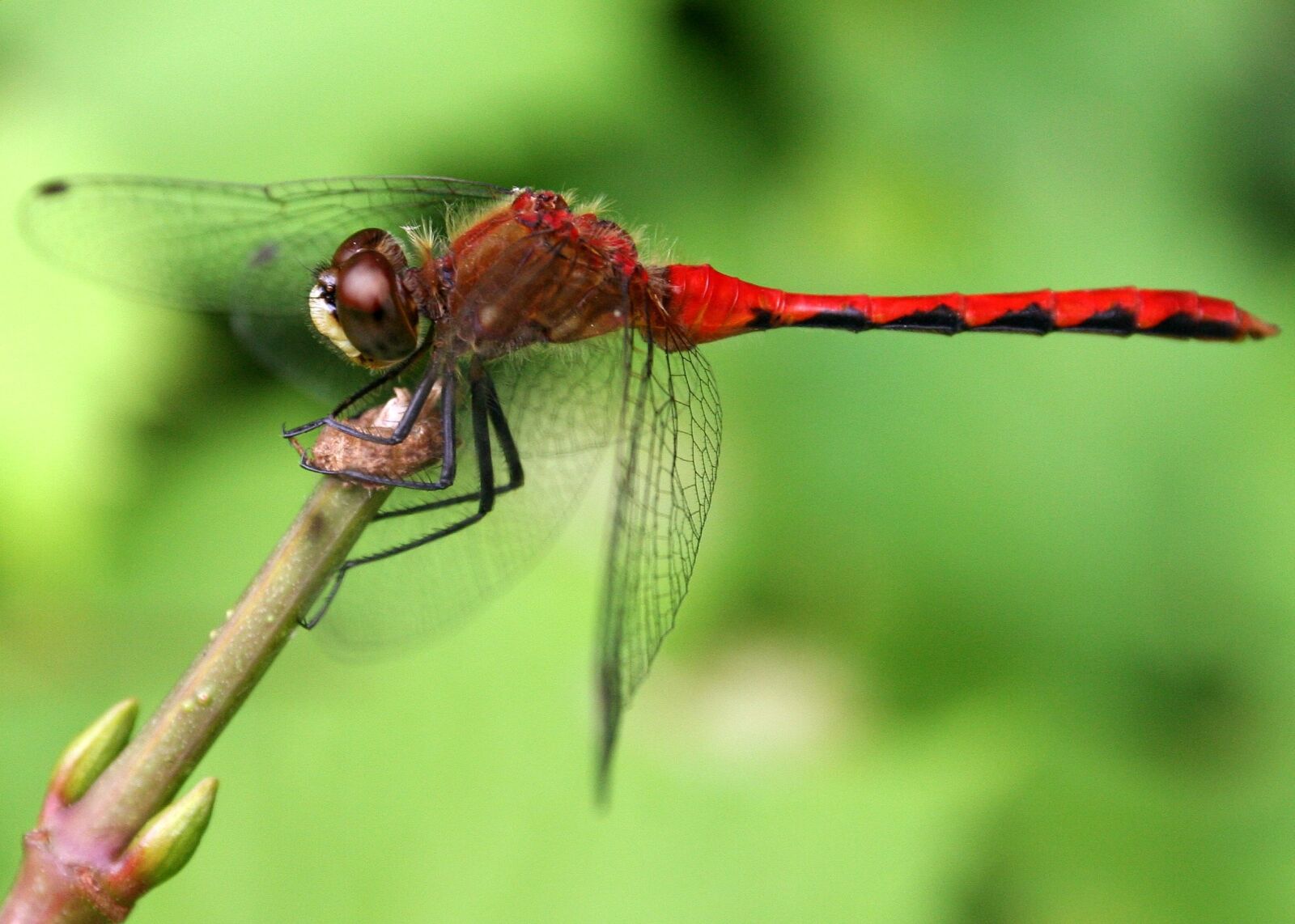 Canon EOS 350D (EOS Digital Rebel XT / EOS Kiss Digital N) sample photo. Dragonfly, red, insect photography