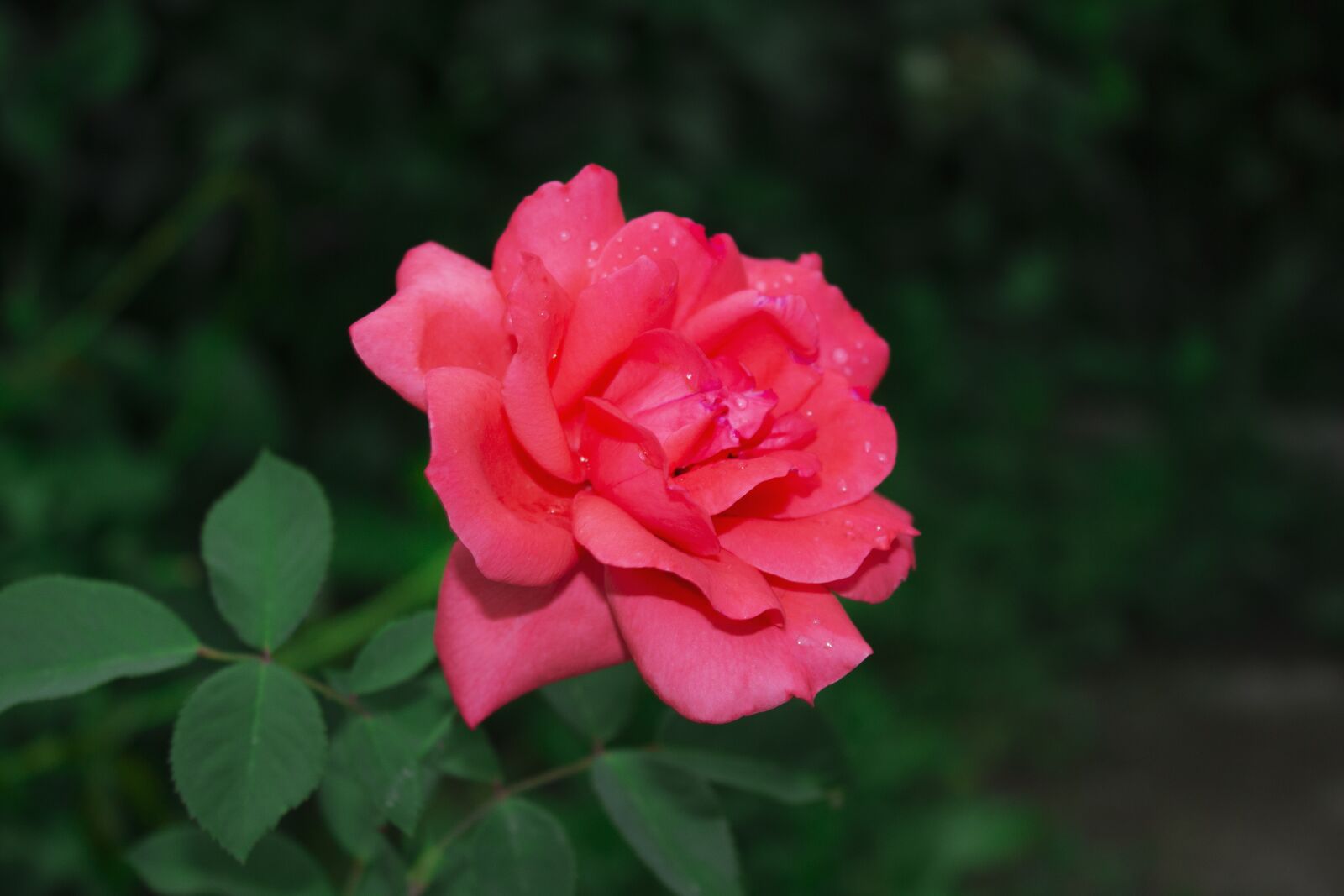 Canon EOS 600D (Rebel EOS T3i / EOS Kiss X5) sample photo. Rose, pink, flowers photography