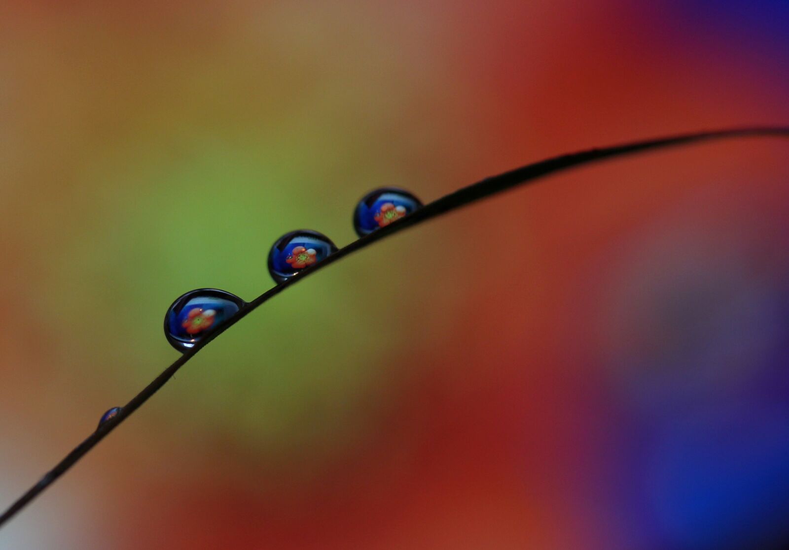 Canon EOS 700D (EOS Rebel T5i / EOS Kiss X7i) sample photo. Drops, macro, reflection photography