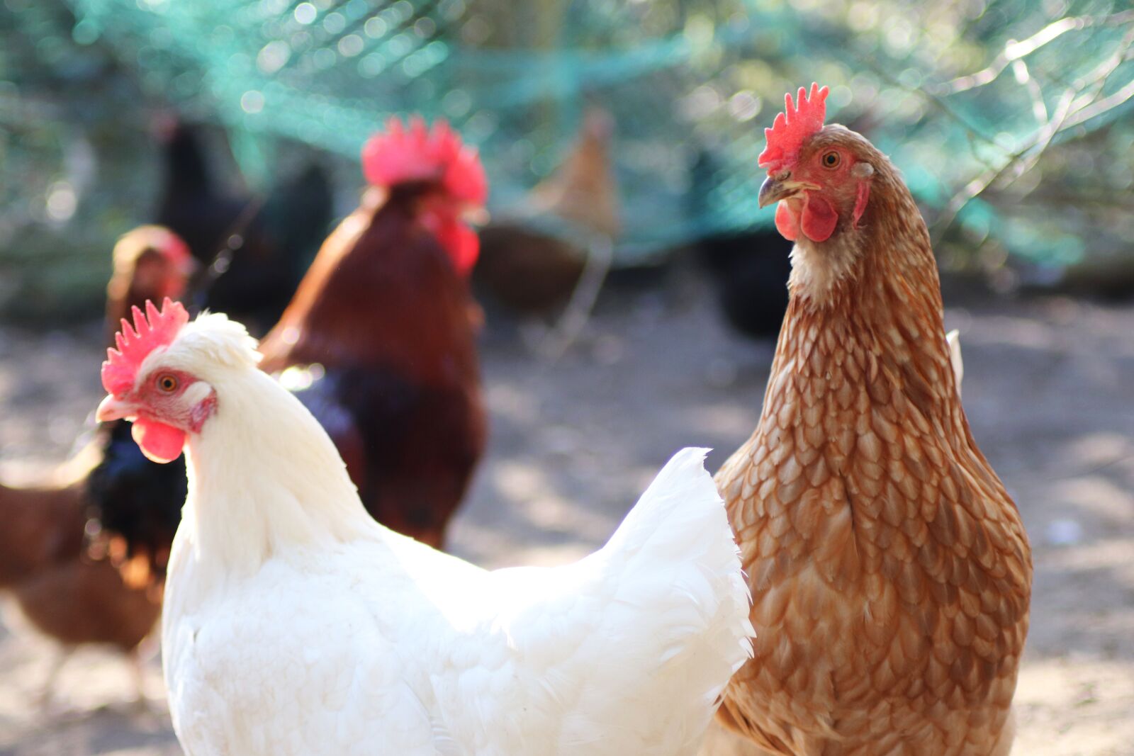 Canon EOS 200D (EOS Rebel SL2 / EOS Kiss X9) sample photo. Chicken, chickens, poultry photography