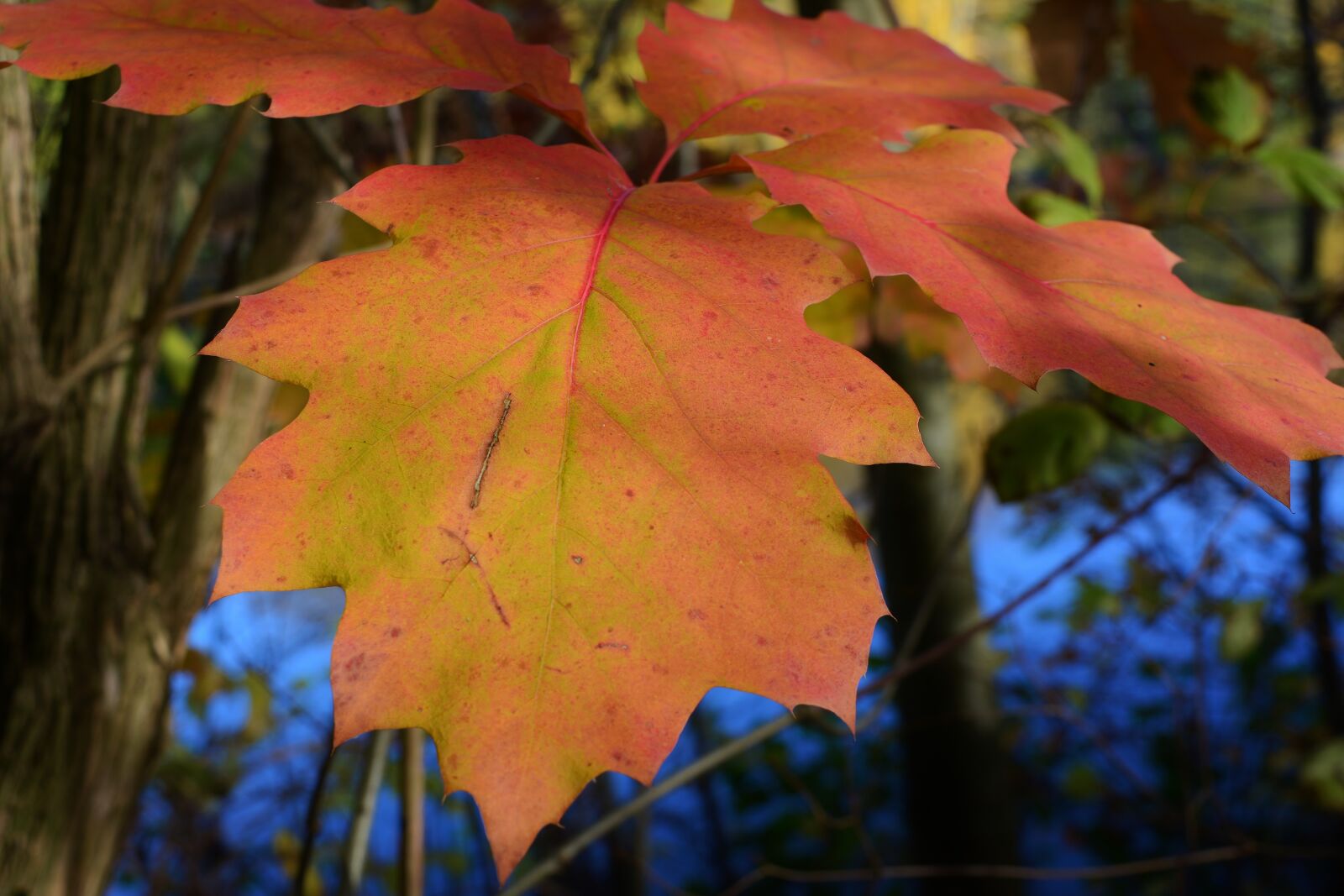 Nikon D5200 sample photo. Autumn, leaves, fall color photography