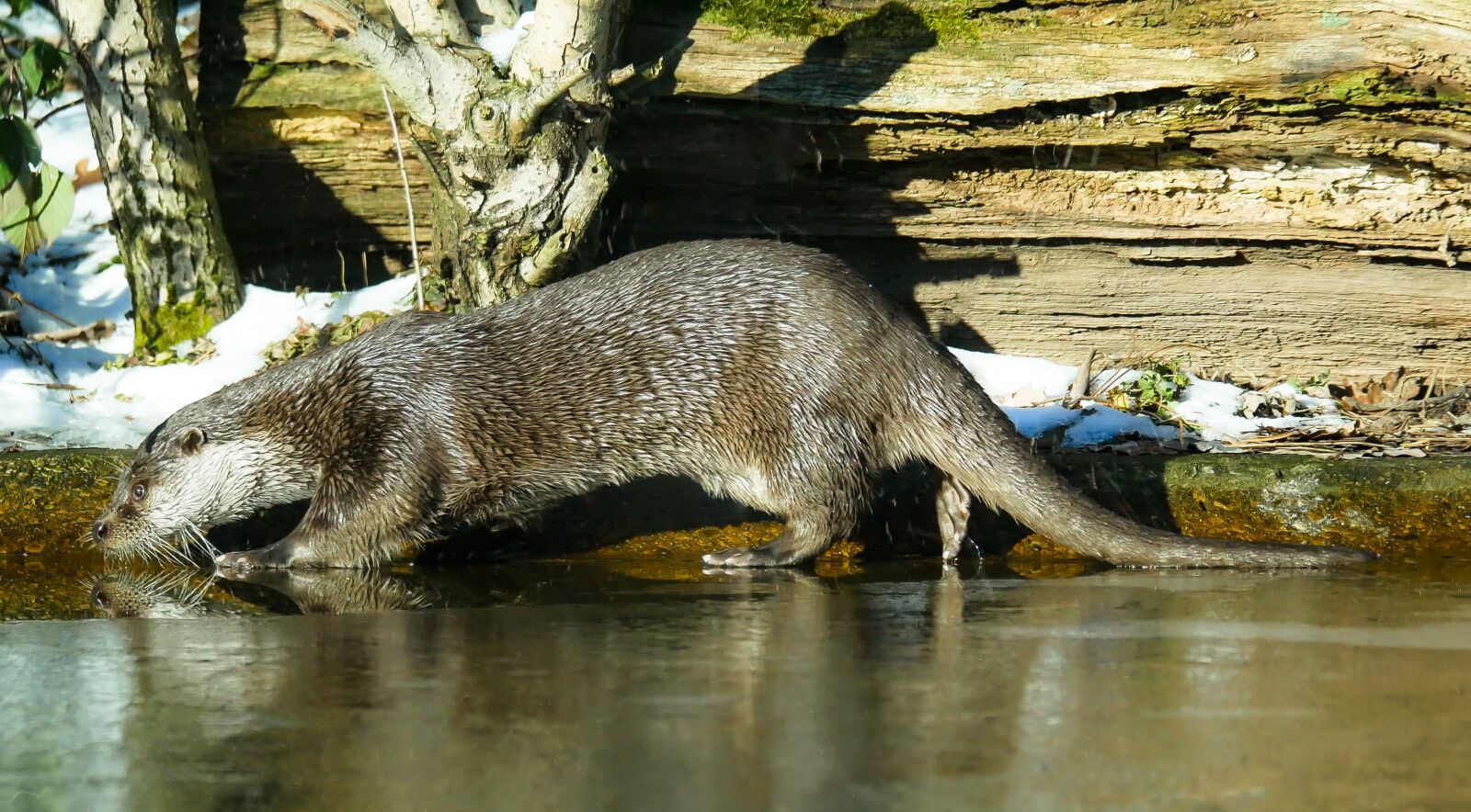 Panasonic DMC-G70 sample photo. Animal, otter, water photography