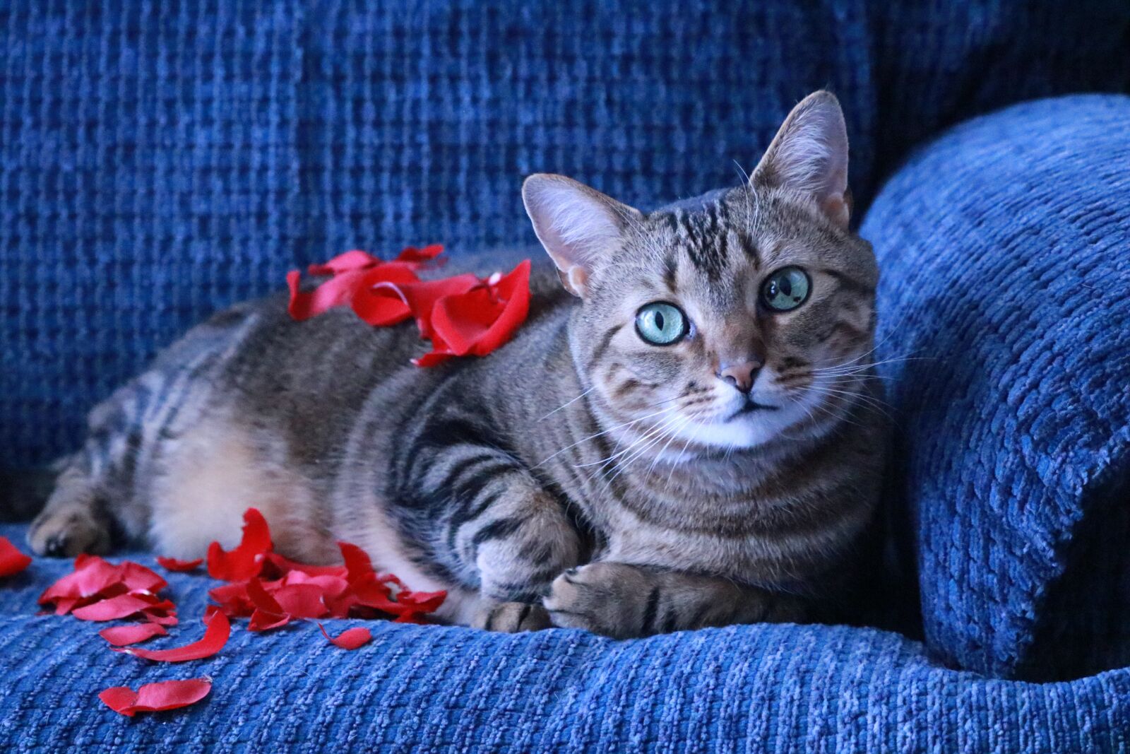 Canon EOS 750D (EOS Rebel T6i / EOS Kiss X8i) sample photo. Cats, feline, pet photography