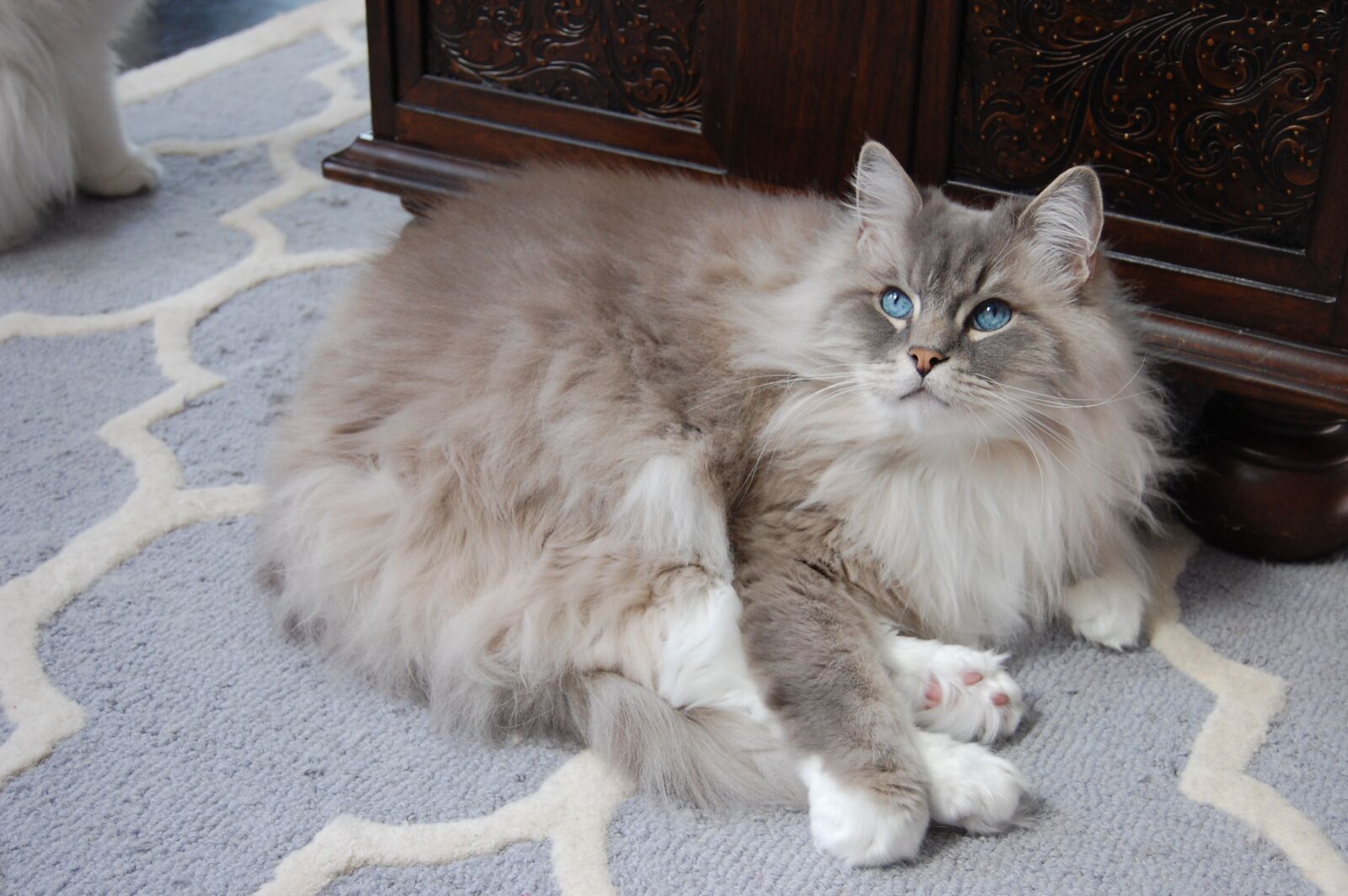 Nikon D40 sample photo. Cat, ragdoll, animal photography