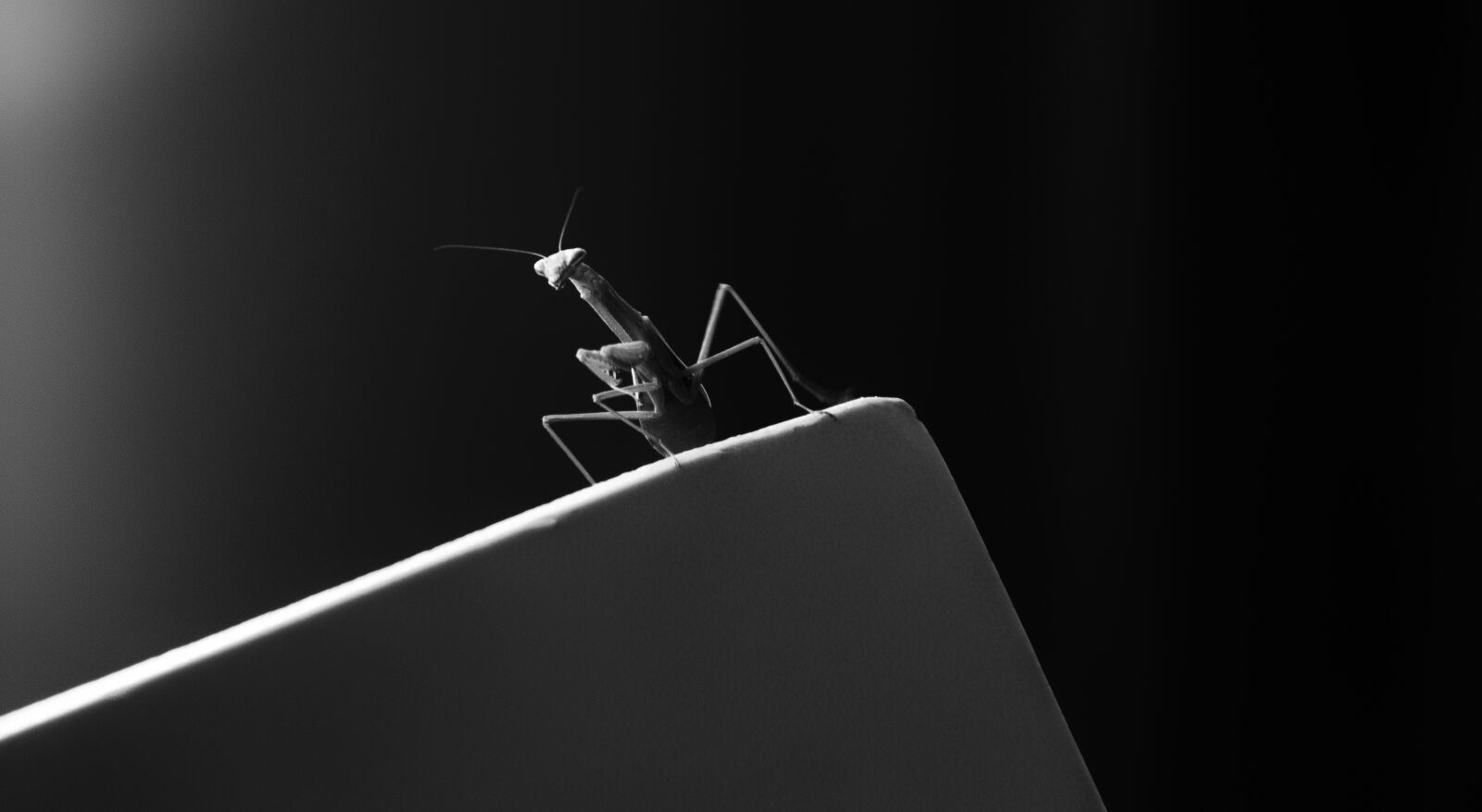 Nikon D7000 sample photo. Praying mantis, mantis, bug photography