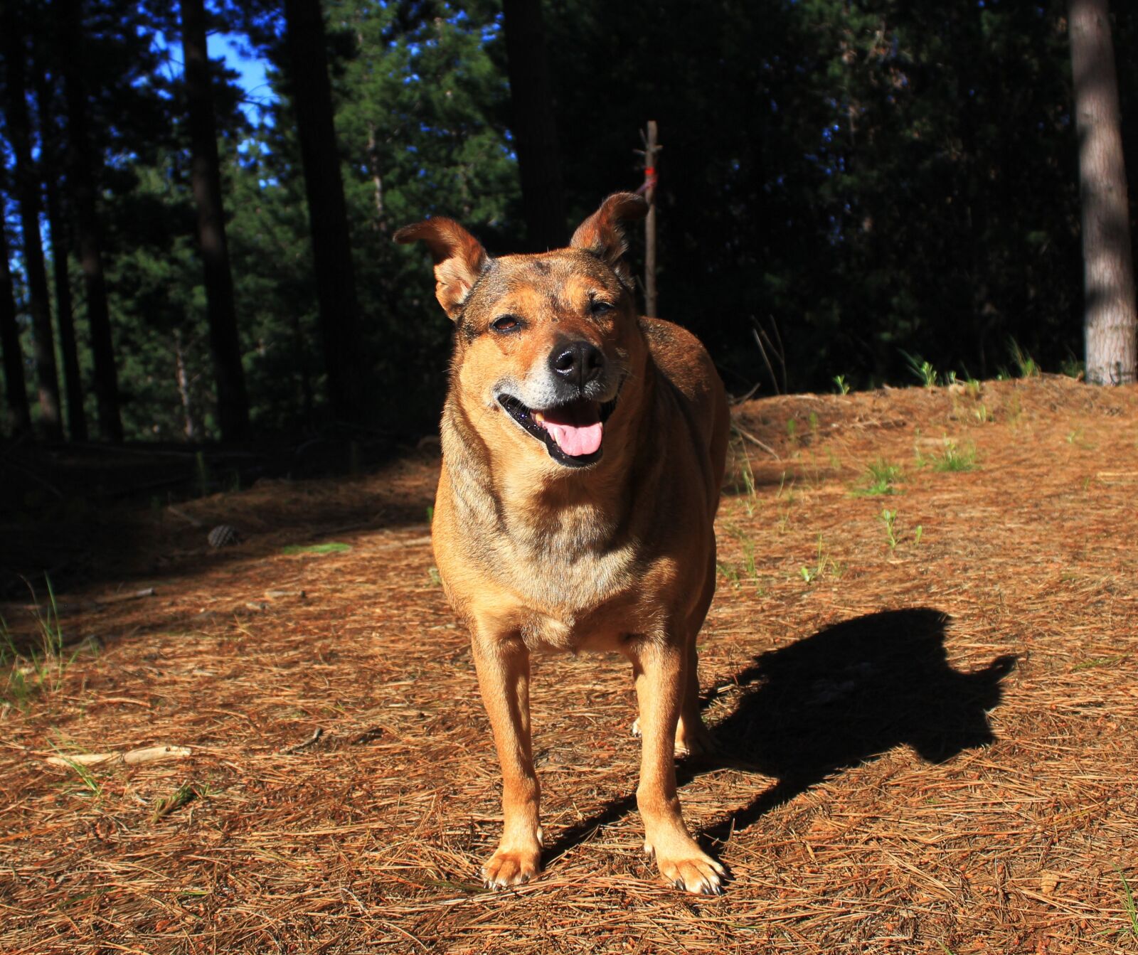 Canon EOS 1200D (EOS Rebel T5 / EOS Kiss X70 / EOS Hi) sample photo. Dog, forest, nature photography