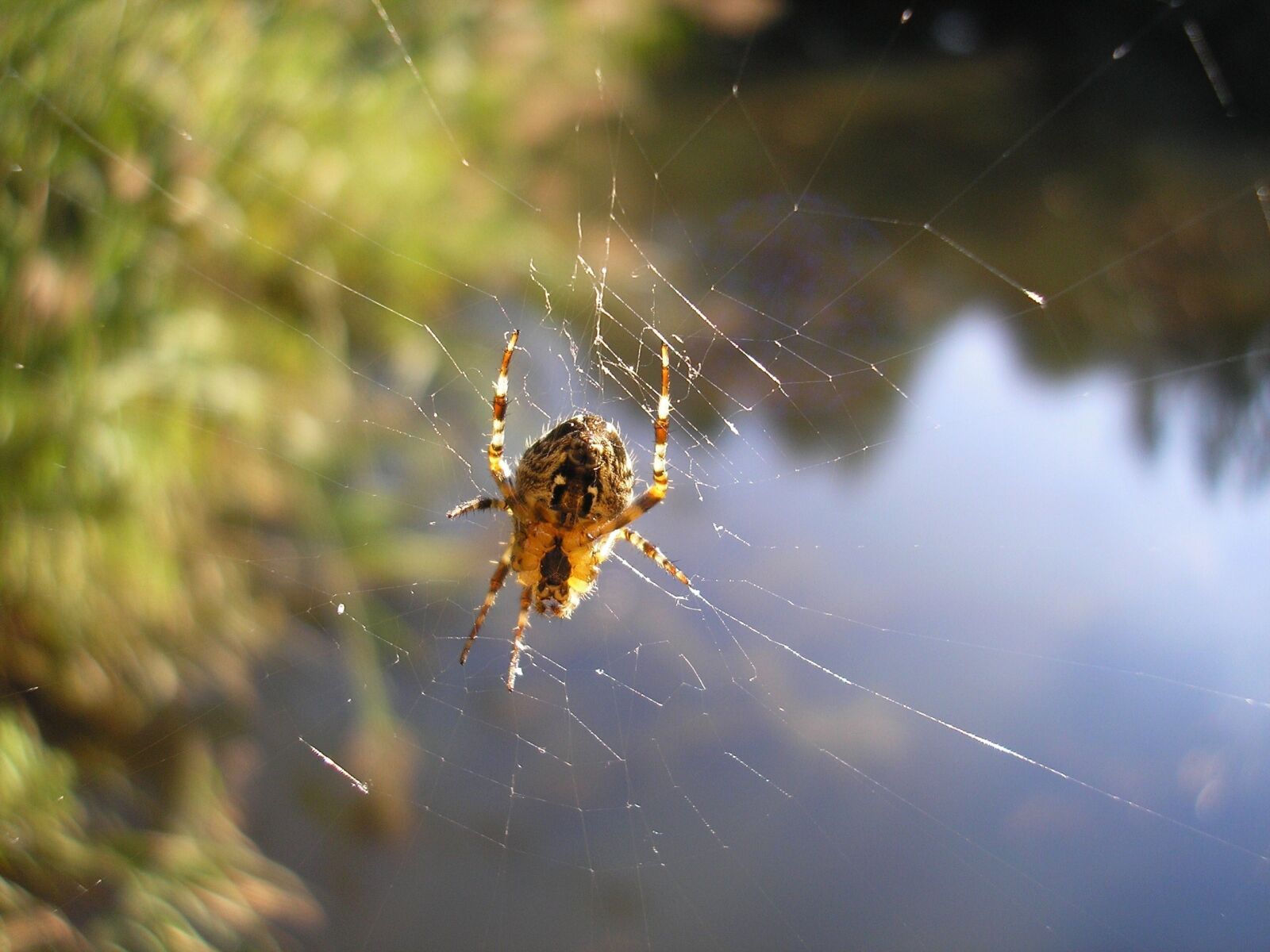 Olympus D595Z,C500Z sample photo. Spin, spider web, spider-like photography