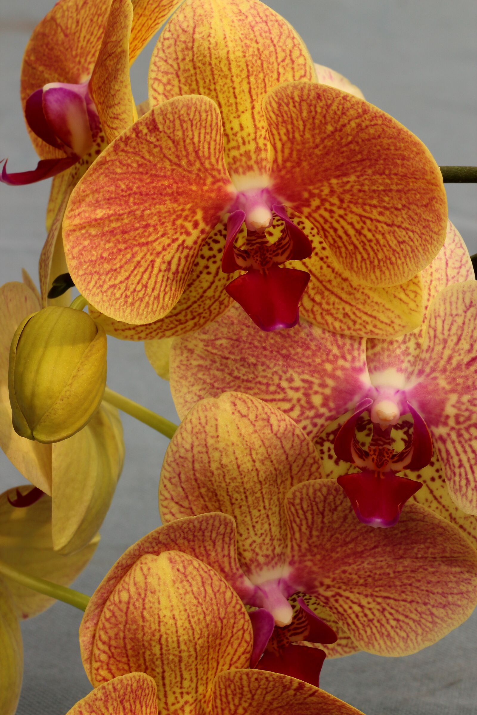 Canon EOS 700D (EOS Rebel T5i / EOS Kiss X7i) sample photo. Orchid, orchid flower, blossom photography