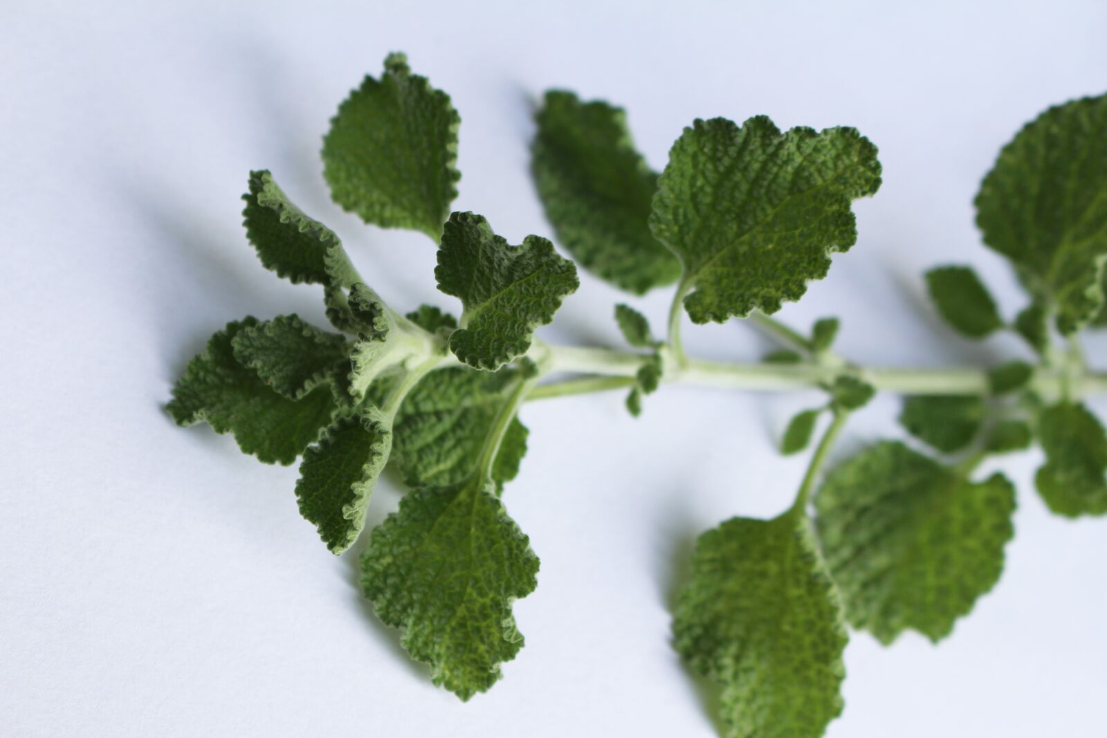 Canon EOS 700D (EOS Rebel T5i / EOS Kiss X7i) sample photo. Green, branch, herb photography