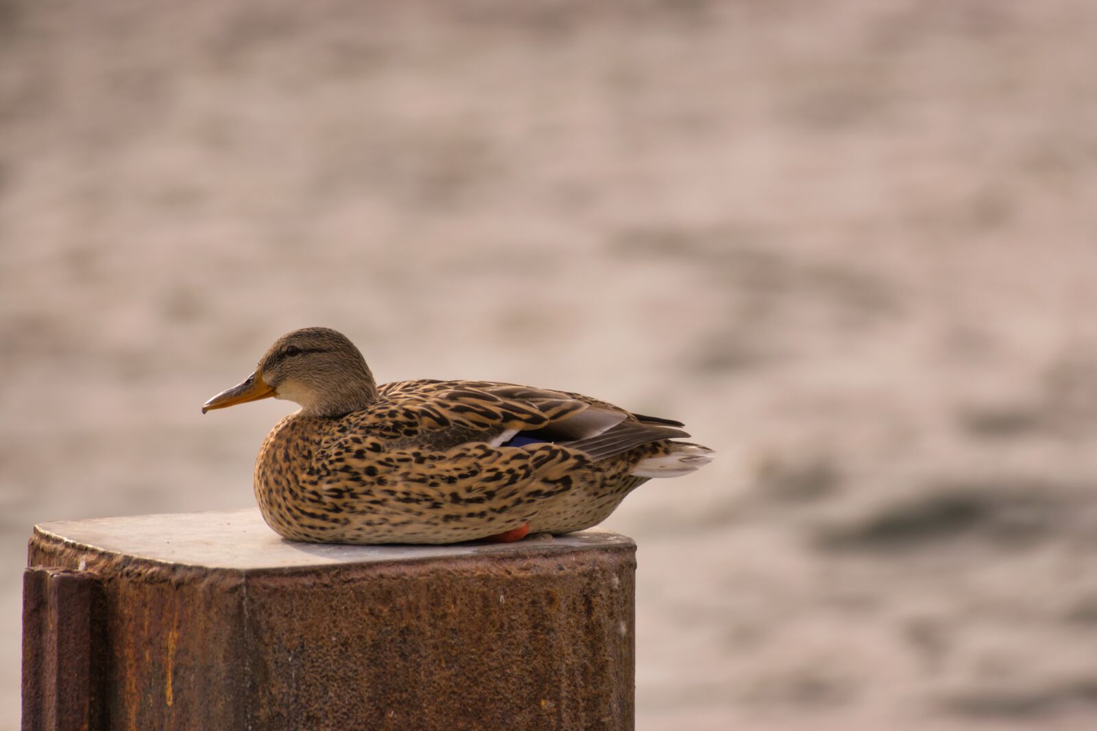 Nikon D5300 sample photo. Duck, relaxed, bird photography