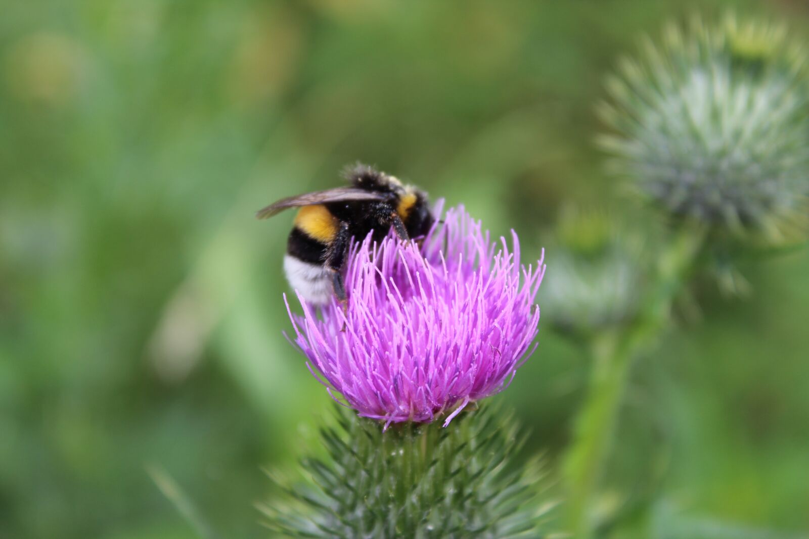 Canon EOS 1200D (EOS Rebel T5 / EOS Kiss X70 / EOS Hi) sample photo. Bumblebee, flower, bug photography