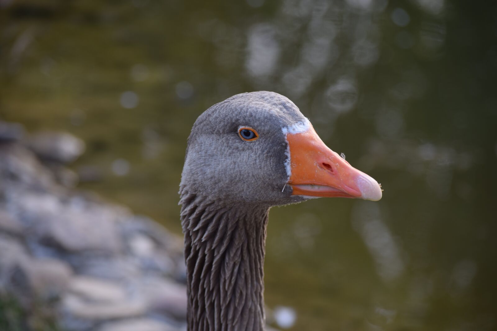 Nikon D3300 sample photo. Duck, white, ducks photography