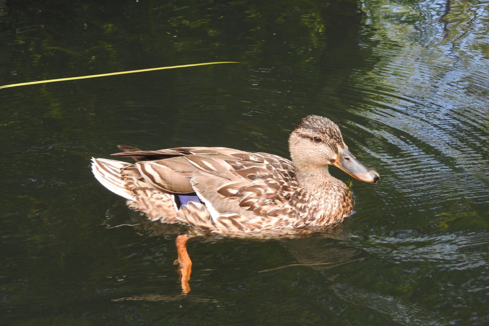 Nikon Coolpix P900 sample photo. The wild duck, water photography
