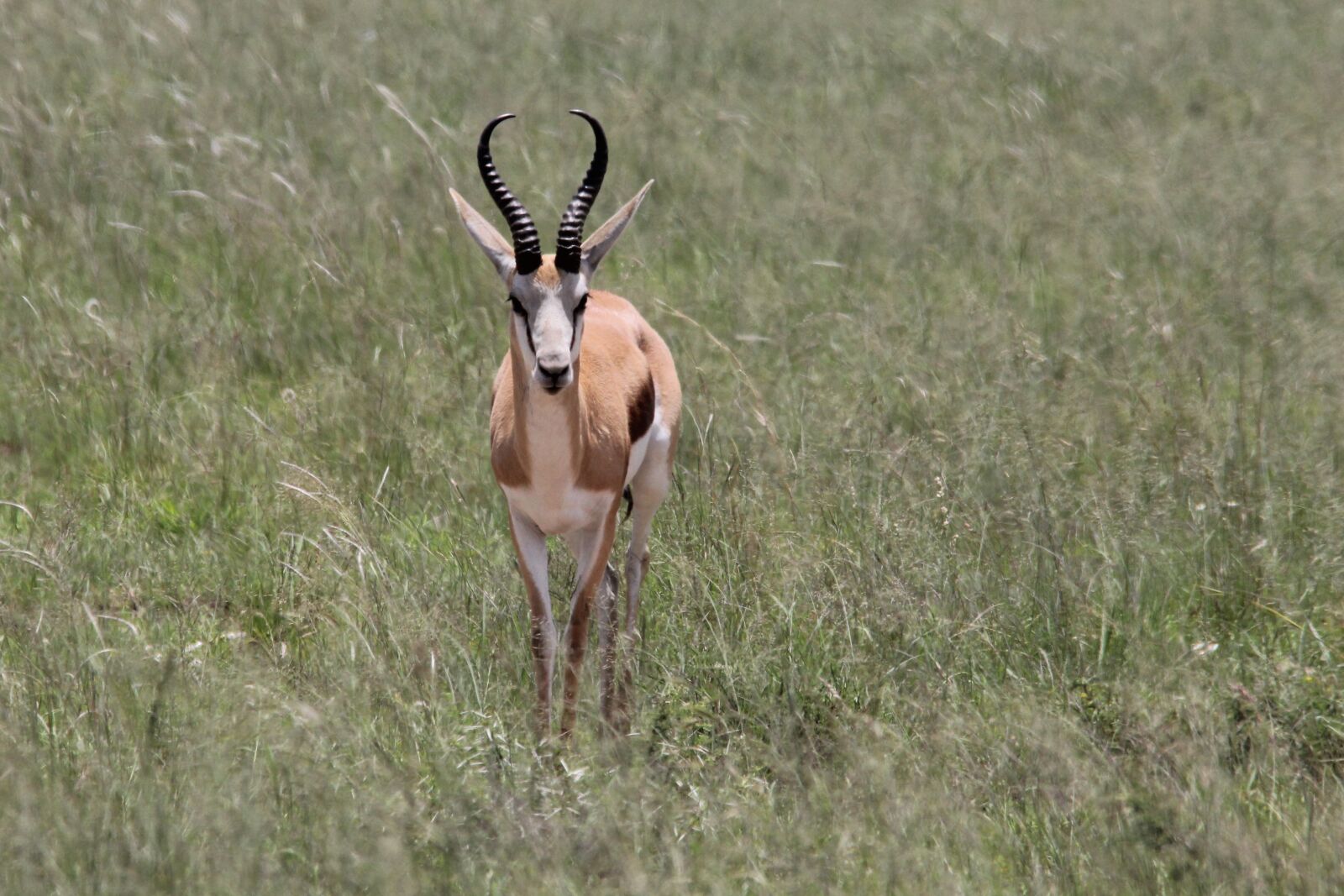 Canon EOS 60D sample photo. Springbok, rugby, horns photography