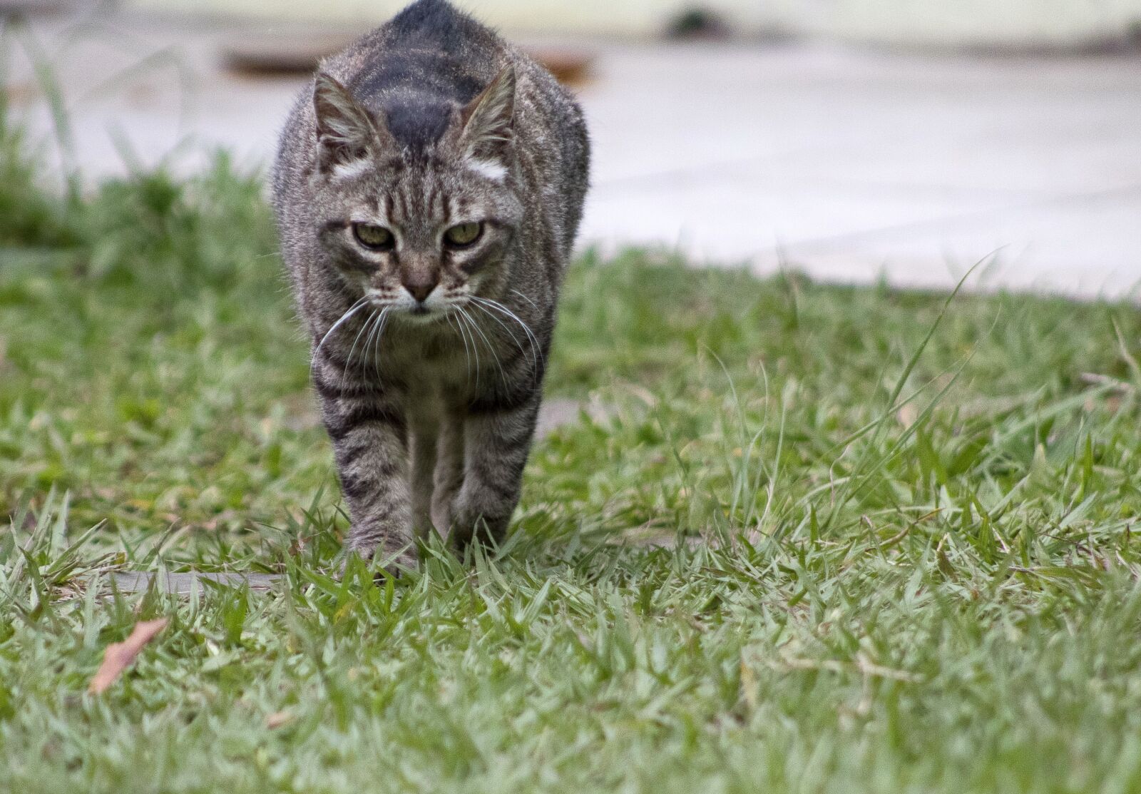 Canon EOS 1300D (EOS Rebel T6 / EOS Kiss X80) sample photo. Cat, animal, pet photography
