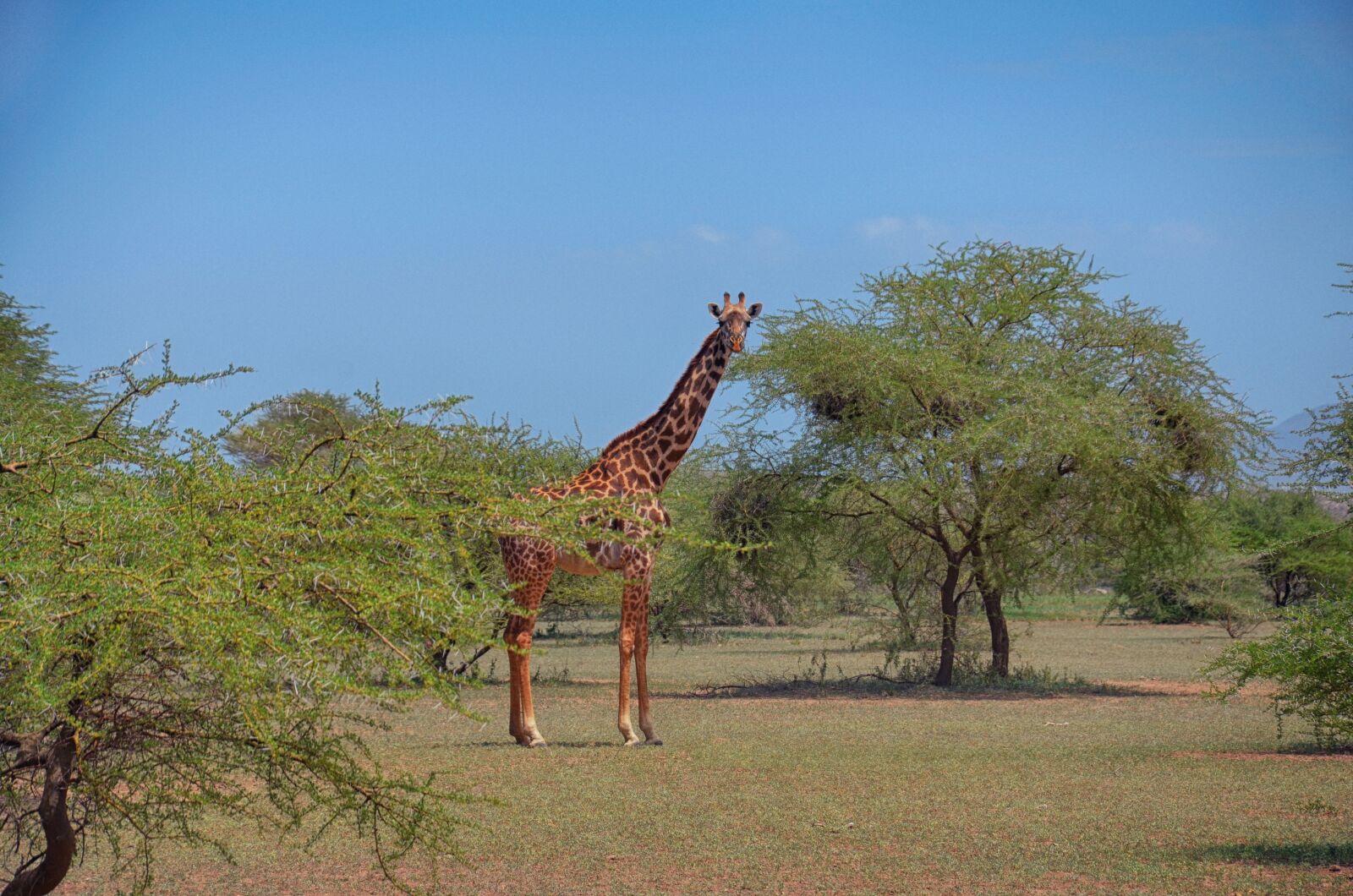 Nikon D5100 sample photo. Giraffe, tanzania, safari photography
