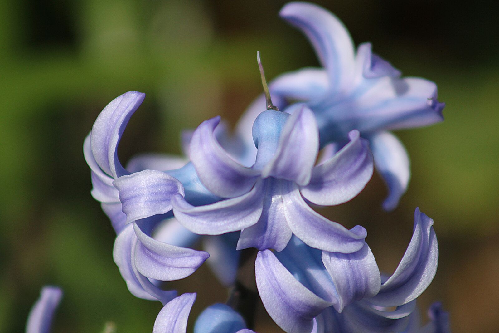 Canon EOS 500D (EOS Rebel T1i / EOS Kiss X3) sample photo. Flower, blossom, bloom photography