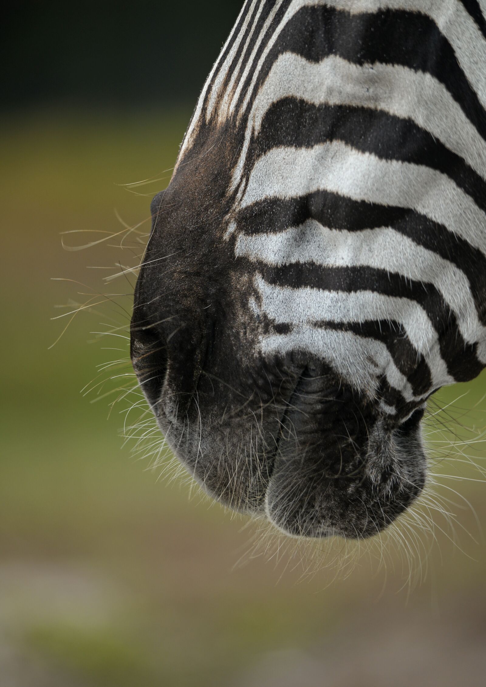 Nikon D610 sample photo. Zebra, animal, horse photography