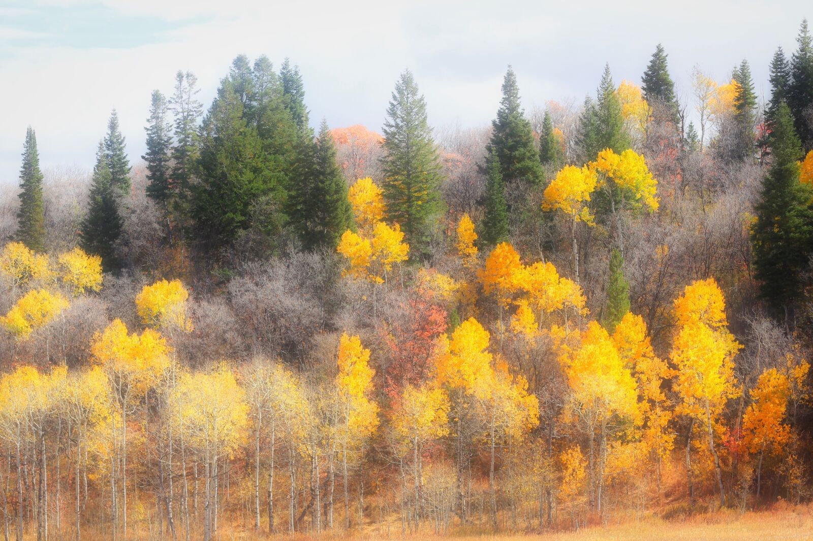 Canon EOS 550D (EOS Rebel T2i / EOS Kiss X4) sample photo. Fall, golden, yellow photography