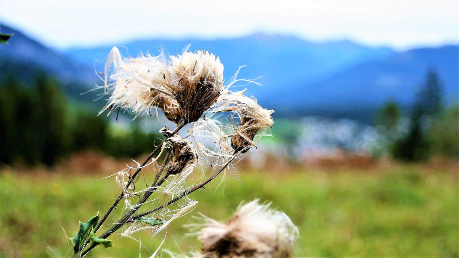 Canon EOS 400D (EOS Digital Rebel XTi / EOS Kiss Digital X) sample photo. Thistle, autumn, wind photography