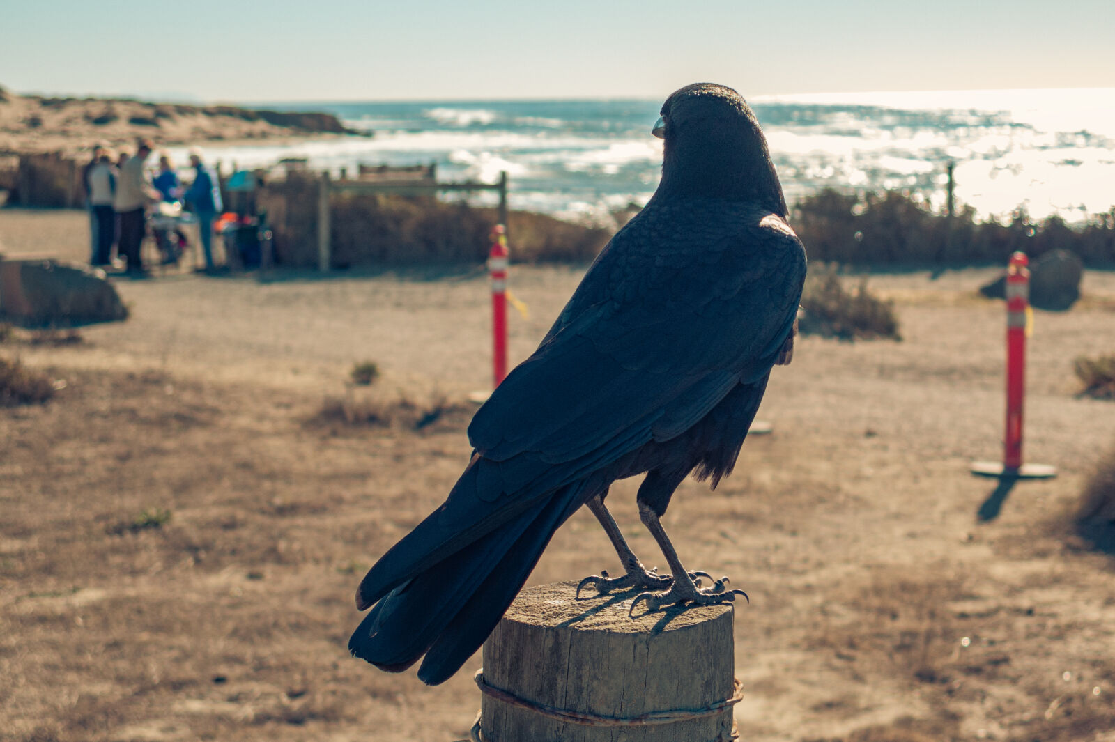Canon PowerShot G16 sample photo. Animal, avian, beach, bird photography
