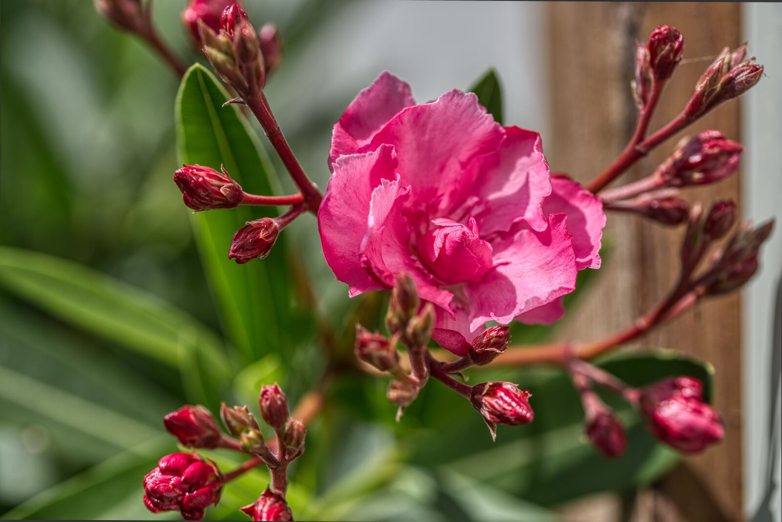 Nikon D750 sample photo. Oleander, laurel rose, nerium photography