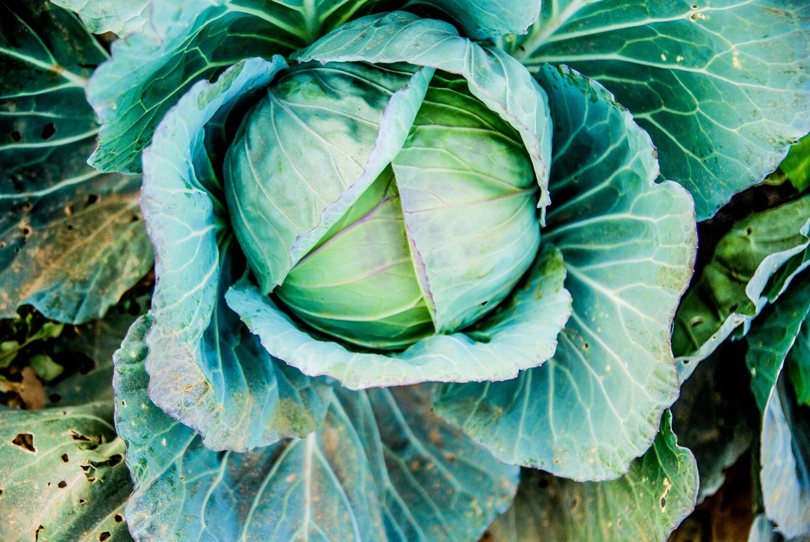 Nikon D80 sample photo. Cabbage, vegetable, green photography