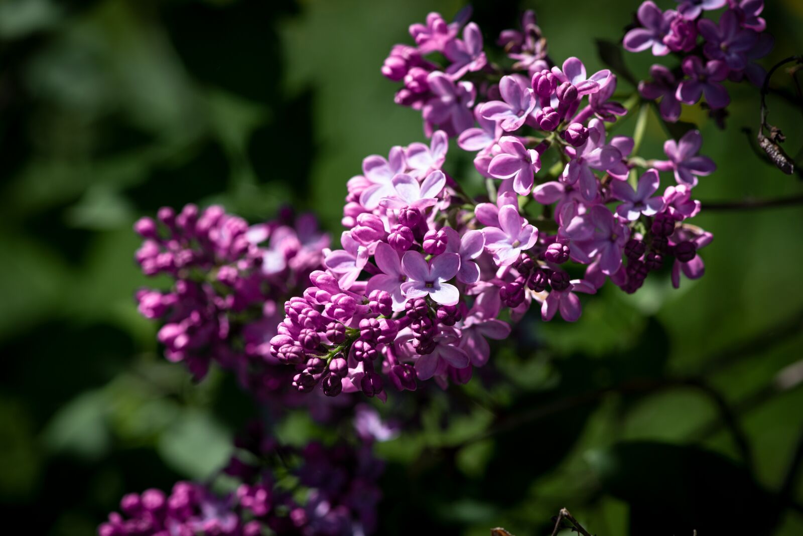 Nikon D750 sample photo. Lilac, flowers, fliederblueten photography