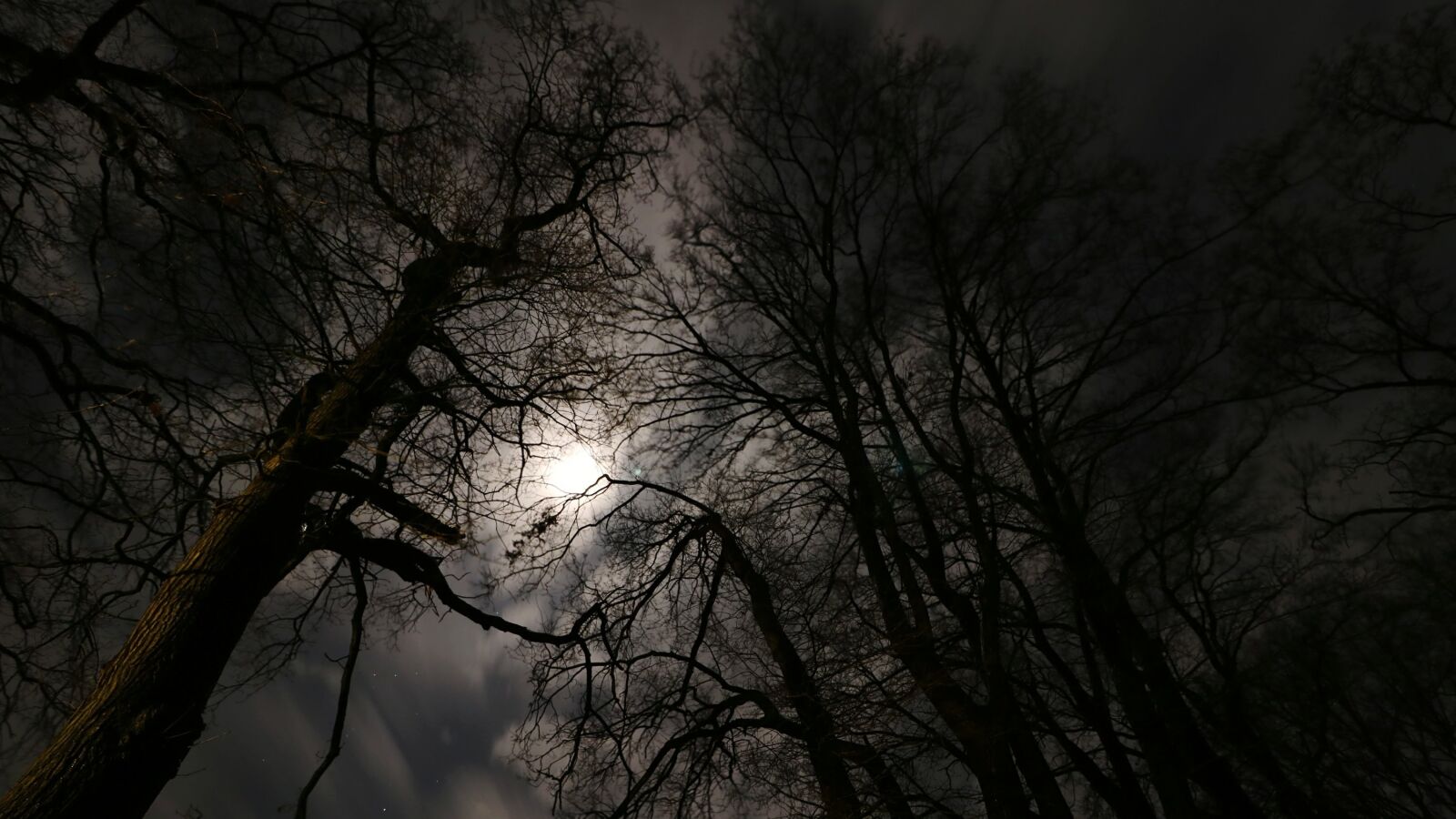 Canon EOS 750D (EOS Rebel T6i / EOS Kiss X8i) sample photo. Moonlight, forest, night photography